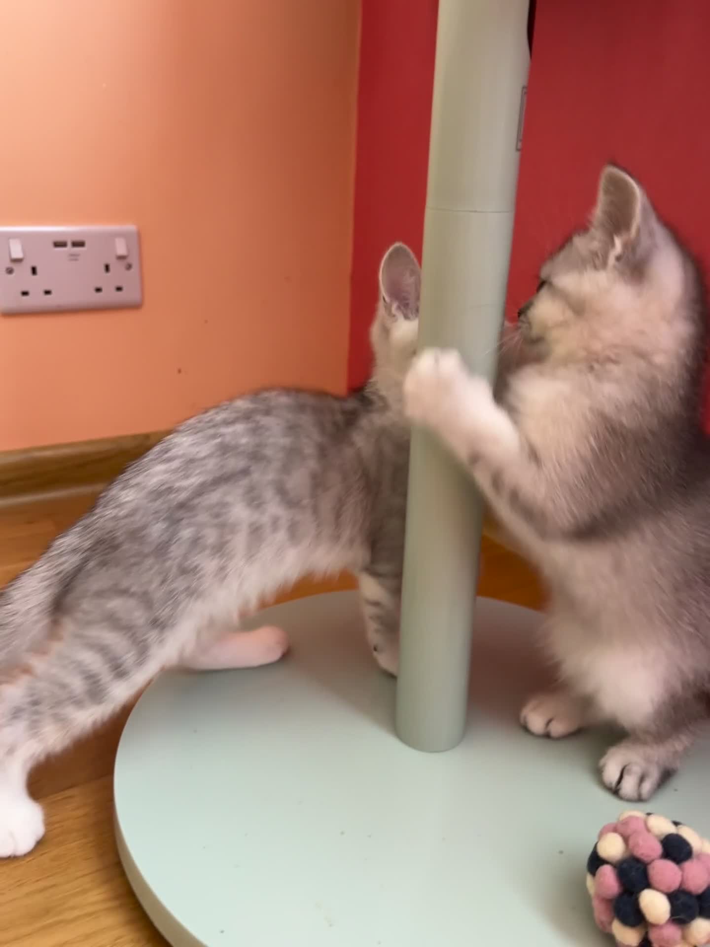 Scottish Fold cats for sale: 🩵🩷 Adorable pedigree kittens SF/ BSH - Video 1