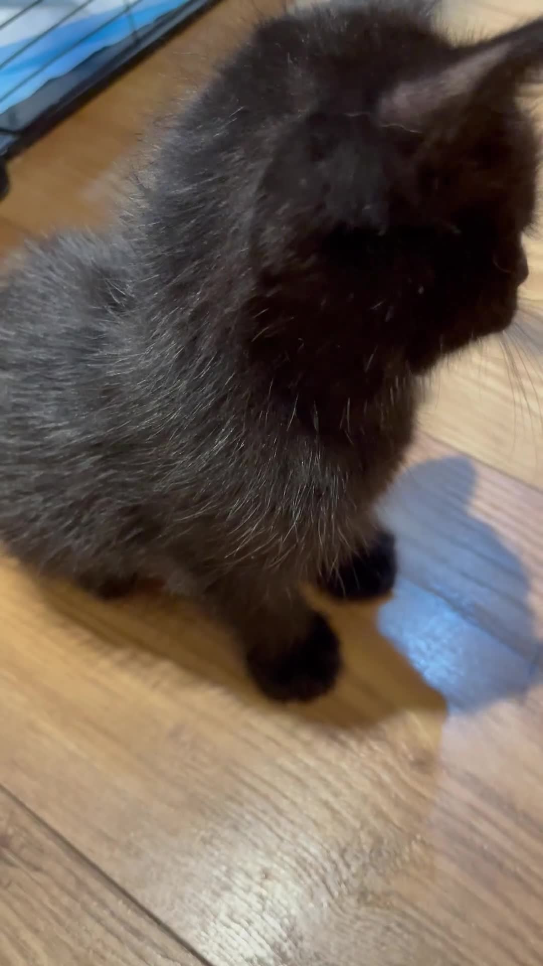 Ragdoll cats for sale: Half Ragdoll KITTENS - Video 2