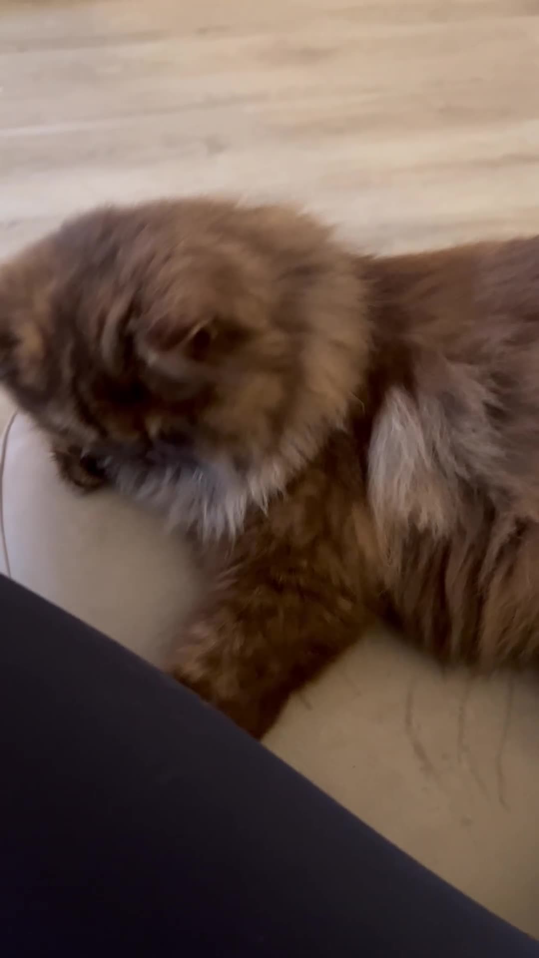 British Longhair cats for sale: Choclate & cream bicolour British long hair female - Video 1