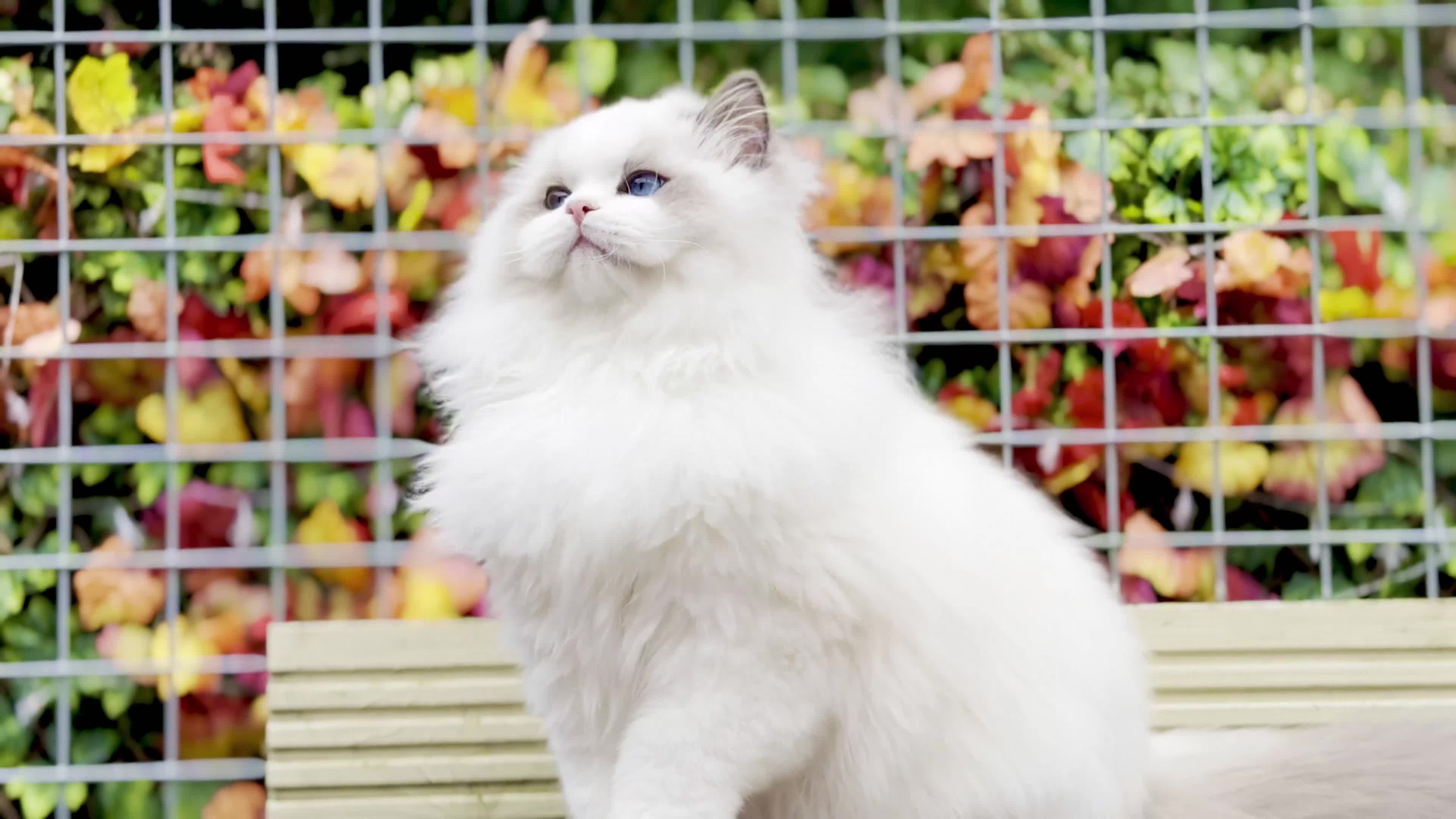 Ragdoll cats for sale: ACTIVE BOY or neutered pet  - Video 1