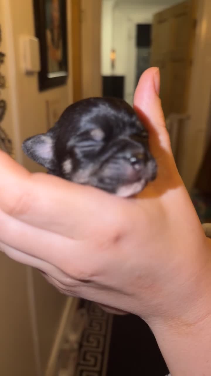 Chihuahua dogs for sale: 🌺Chihuahua puppies 🌺 - Video 3