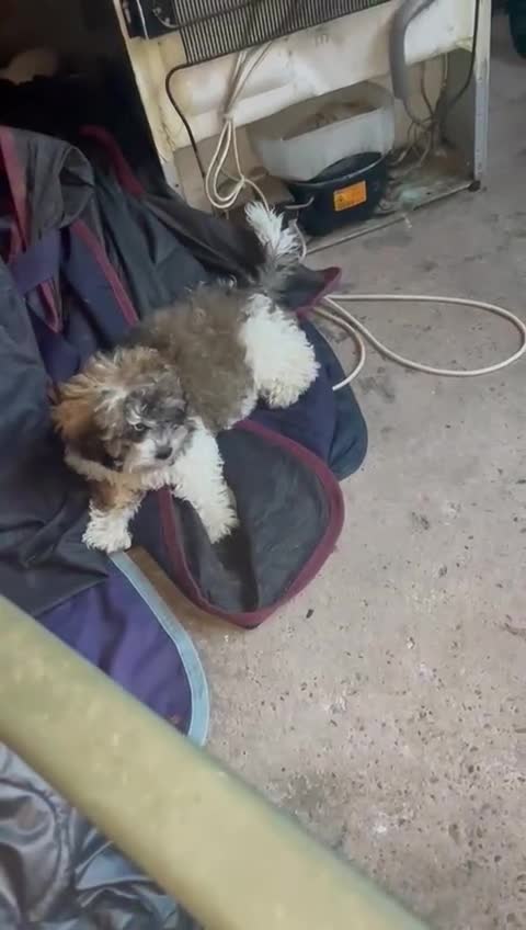 Shihpoo dogs for sale: Sad sale of our shihpoo girl lottie - Video 4
