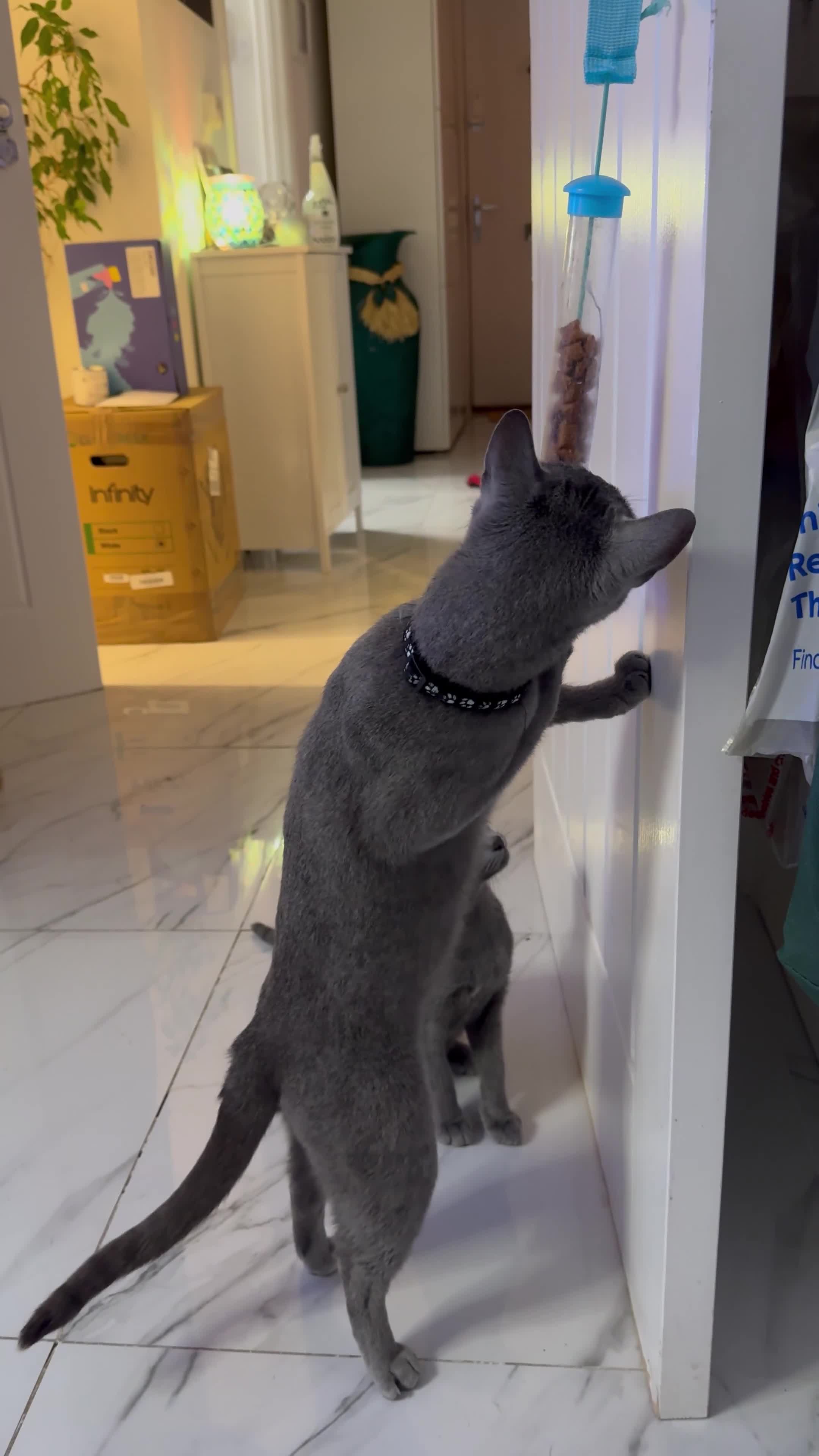 Russian Blue cats for sale: **Pure Breed Russian Blue Kittens** - Video 1