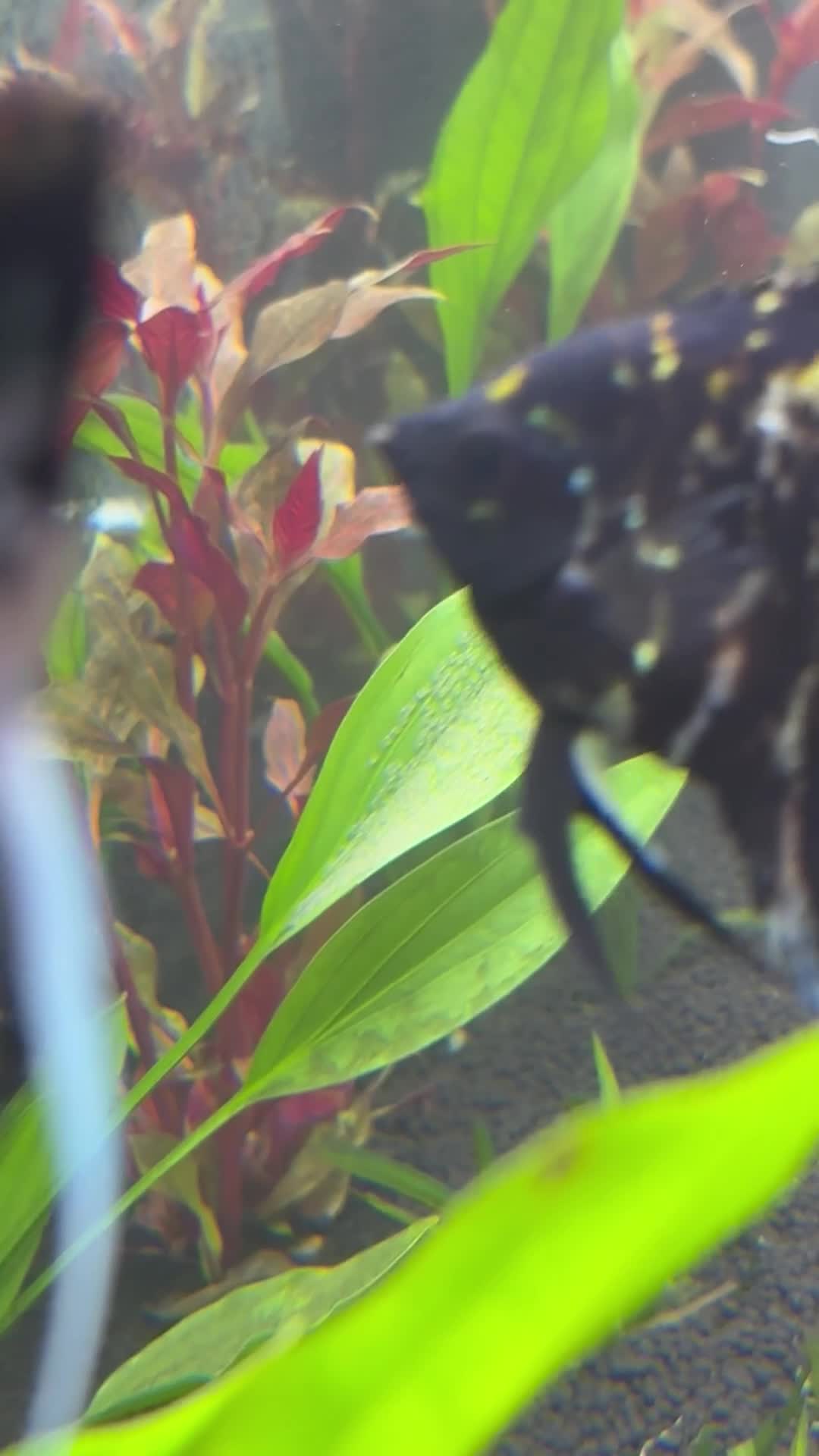 Angelfish fish for sale: Breeding Group Angelfish  - Video 3