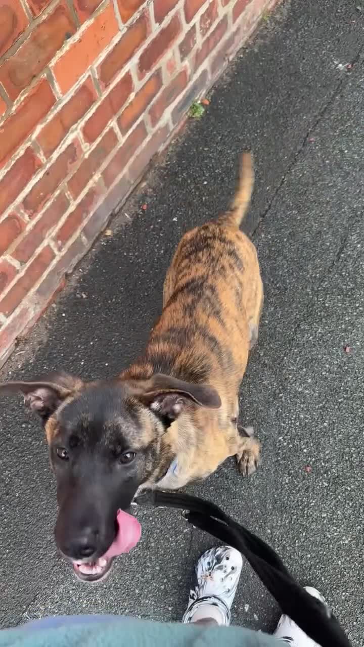 Mixed Breed dogs for sale: Joey - 8m old BullHerder - Video 1