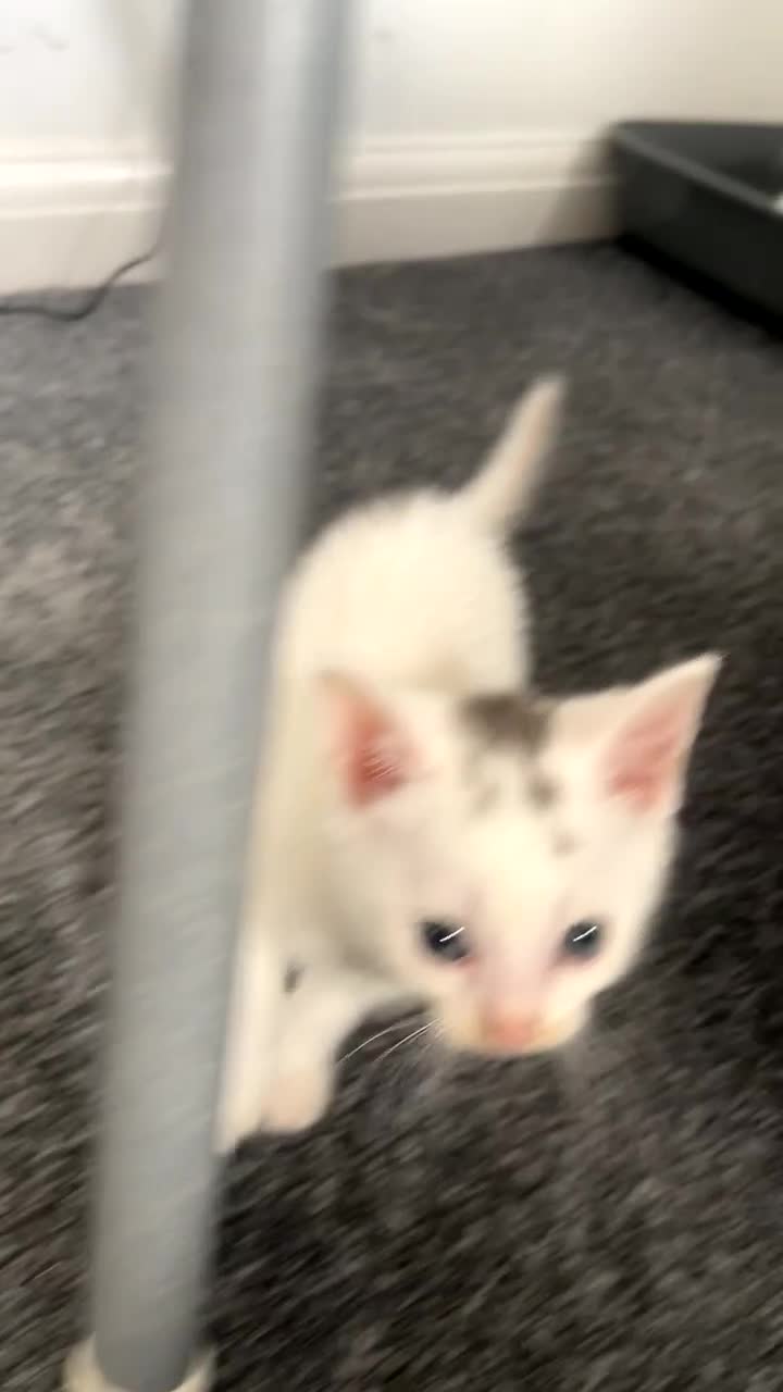 Russian Blue cats for sale: Angel  - Video 1
