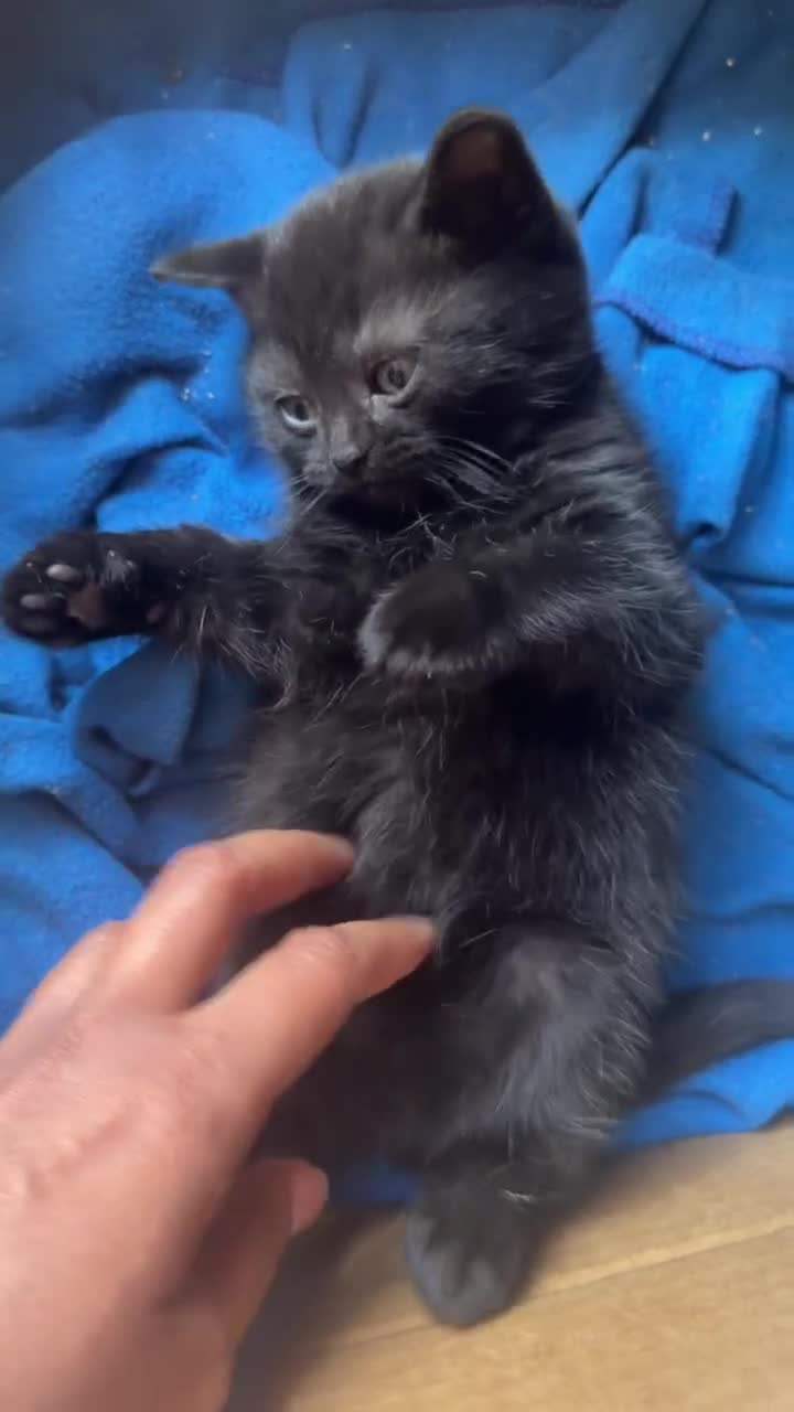 British Shorthair cats for sale: Stunning British Shorthair Kittens Ready Now! - Video 3