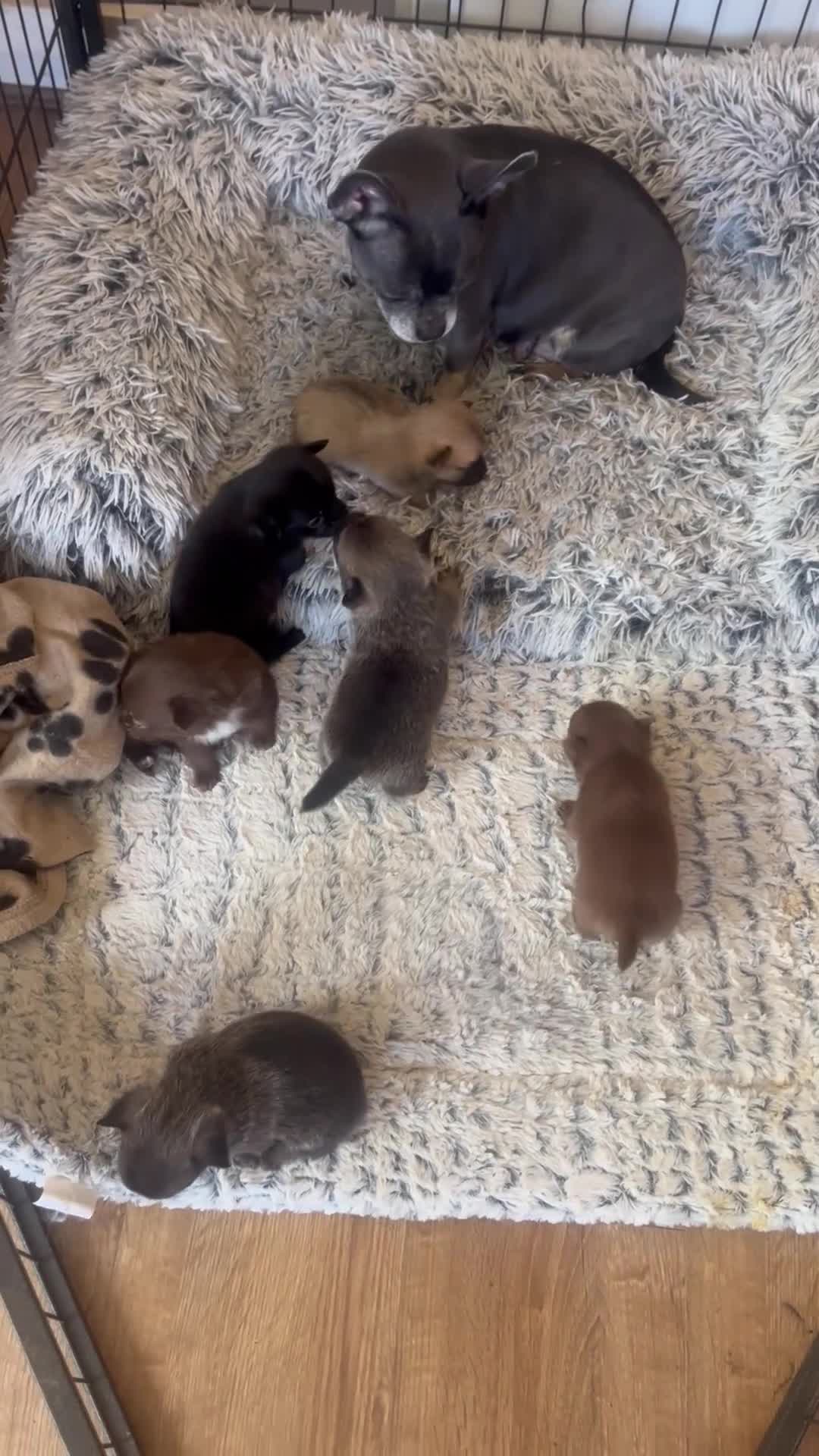 Pomchi dogs for sale: 🐶 Beautiful Pomchi pup – 🐶 - Video 4