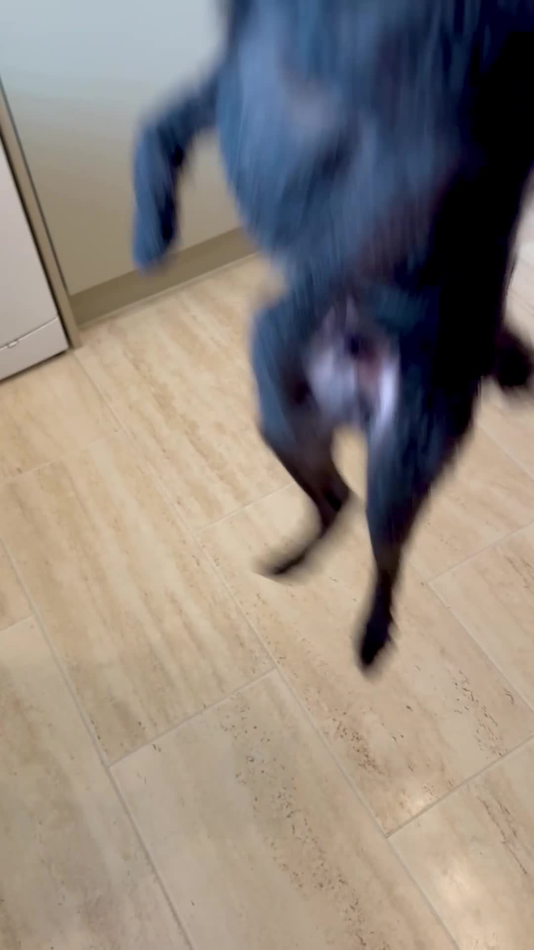 Patterjack dogs for sale: Patterdale / Jack Russel  - Video 1