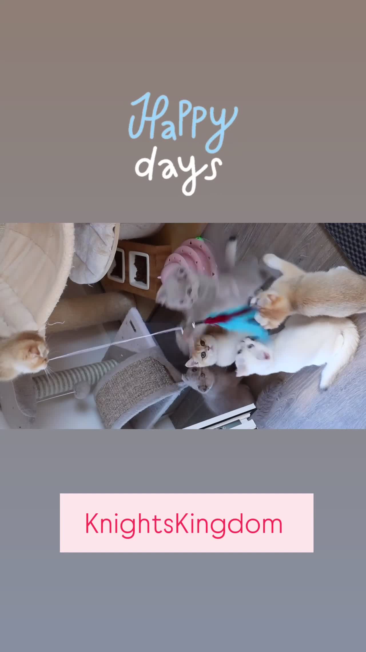 British Shorthair cats for sale: Ready Champion lines BSH kittens  - Video 5