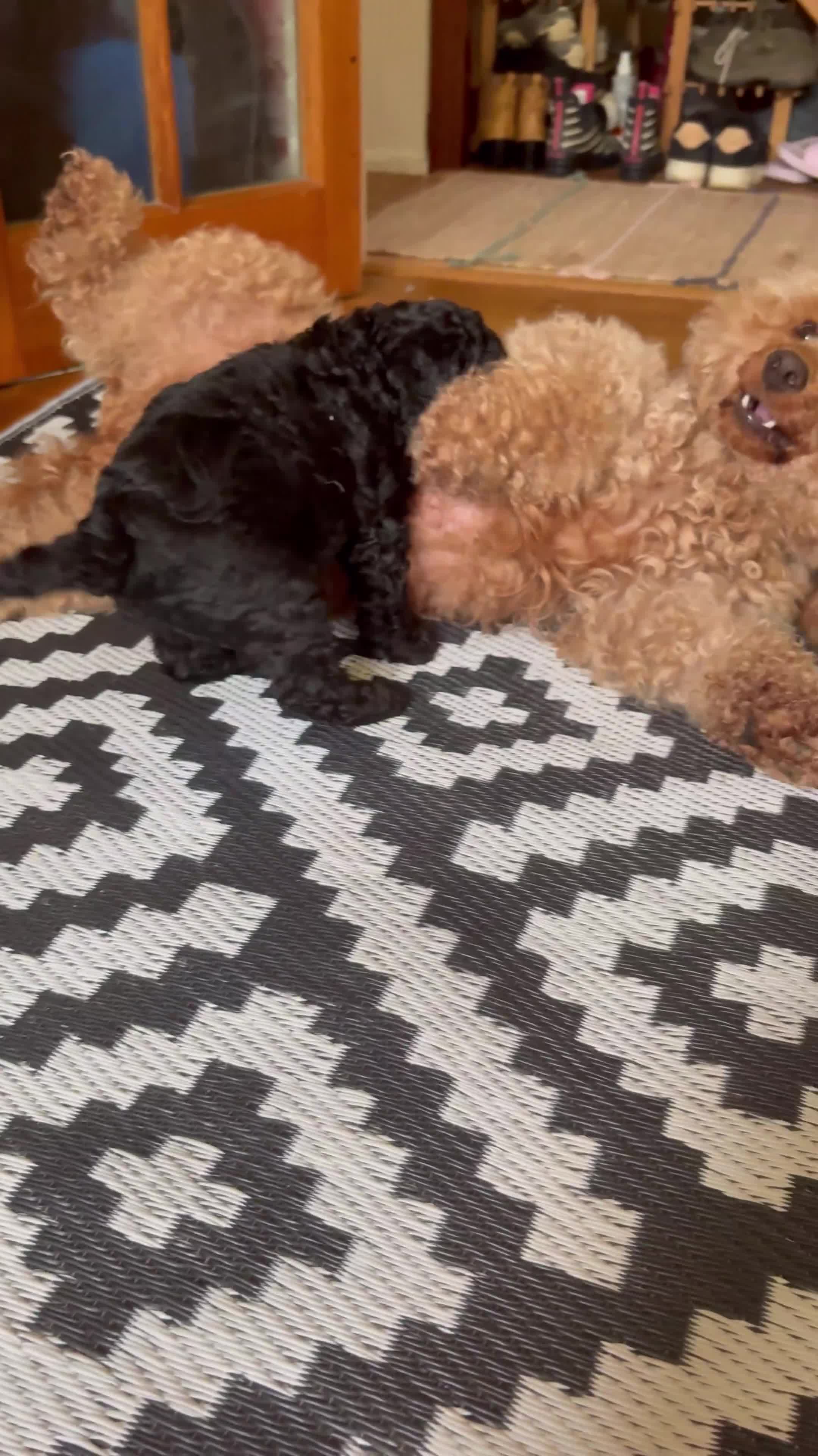 Cockapoo dogs for sale: Three gorgeous F2 cockapoo puppies in Towcester - Video 3
