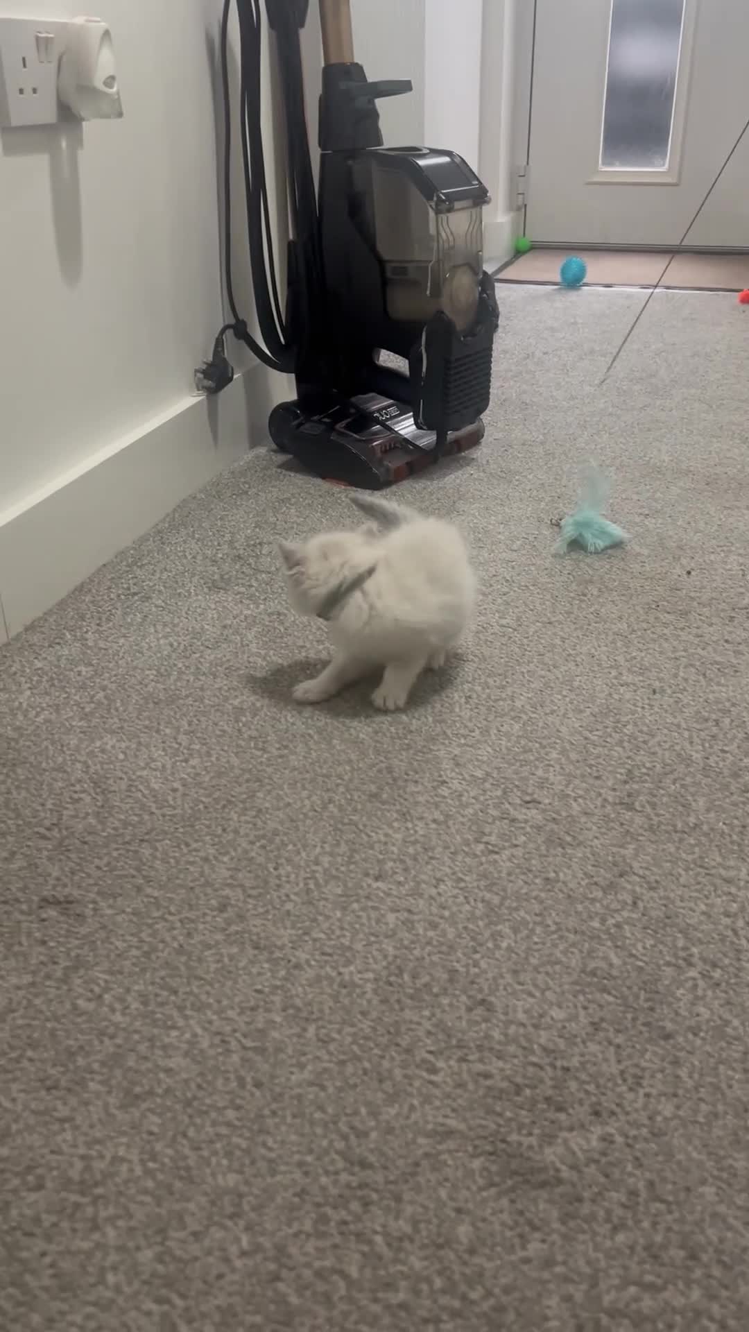 Ragdoll cats for sale: 🩷5 Blue Bi-colour Ragdoll girls🩷 - Video 2