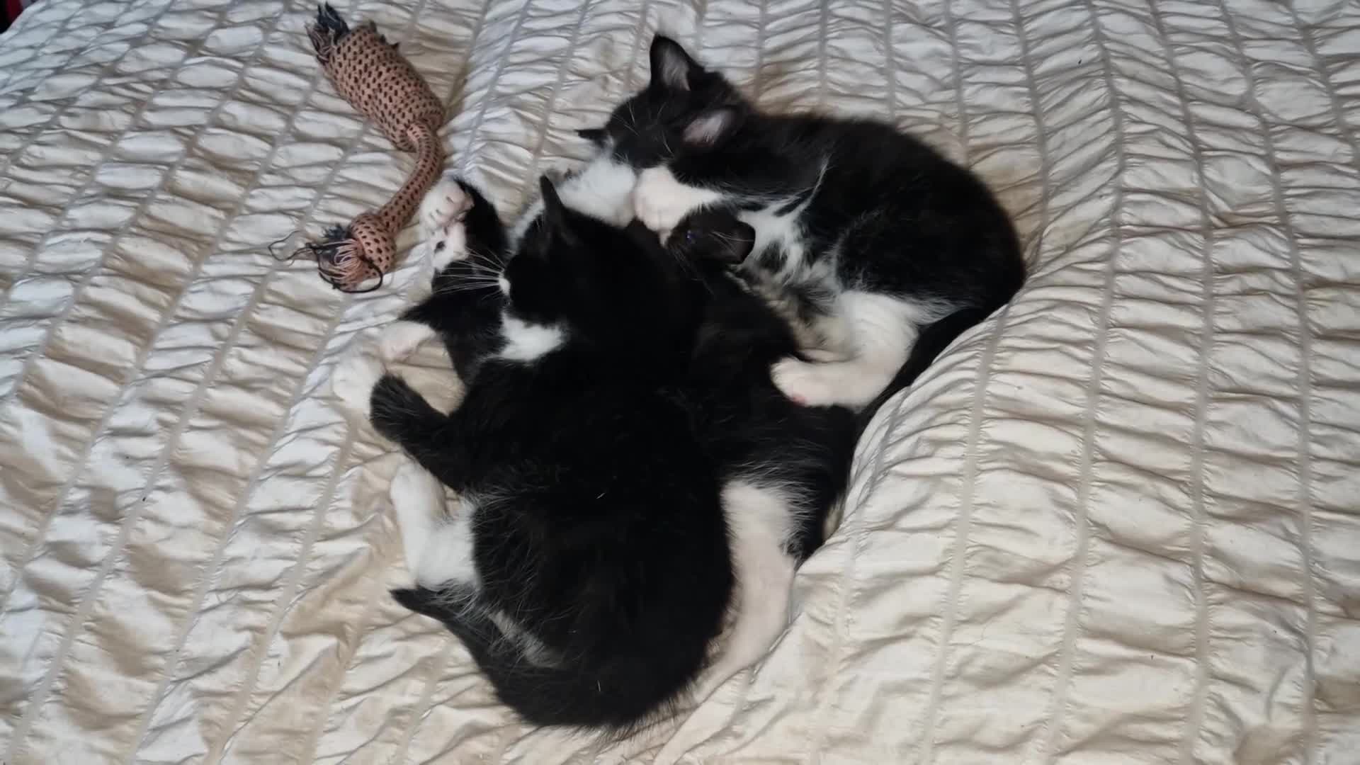 British Shorthair cats for sale: Super friendly kittens. Used to dogs and children  in Leighton Buzzard - Video 2