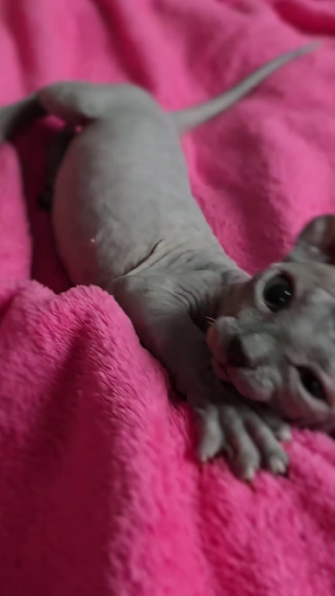 Sphynx cats for sale: 🌟 Stunning Sphynx & Elf Kittens  - Video 2