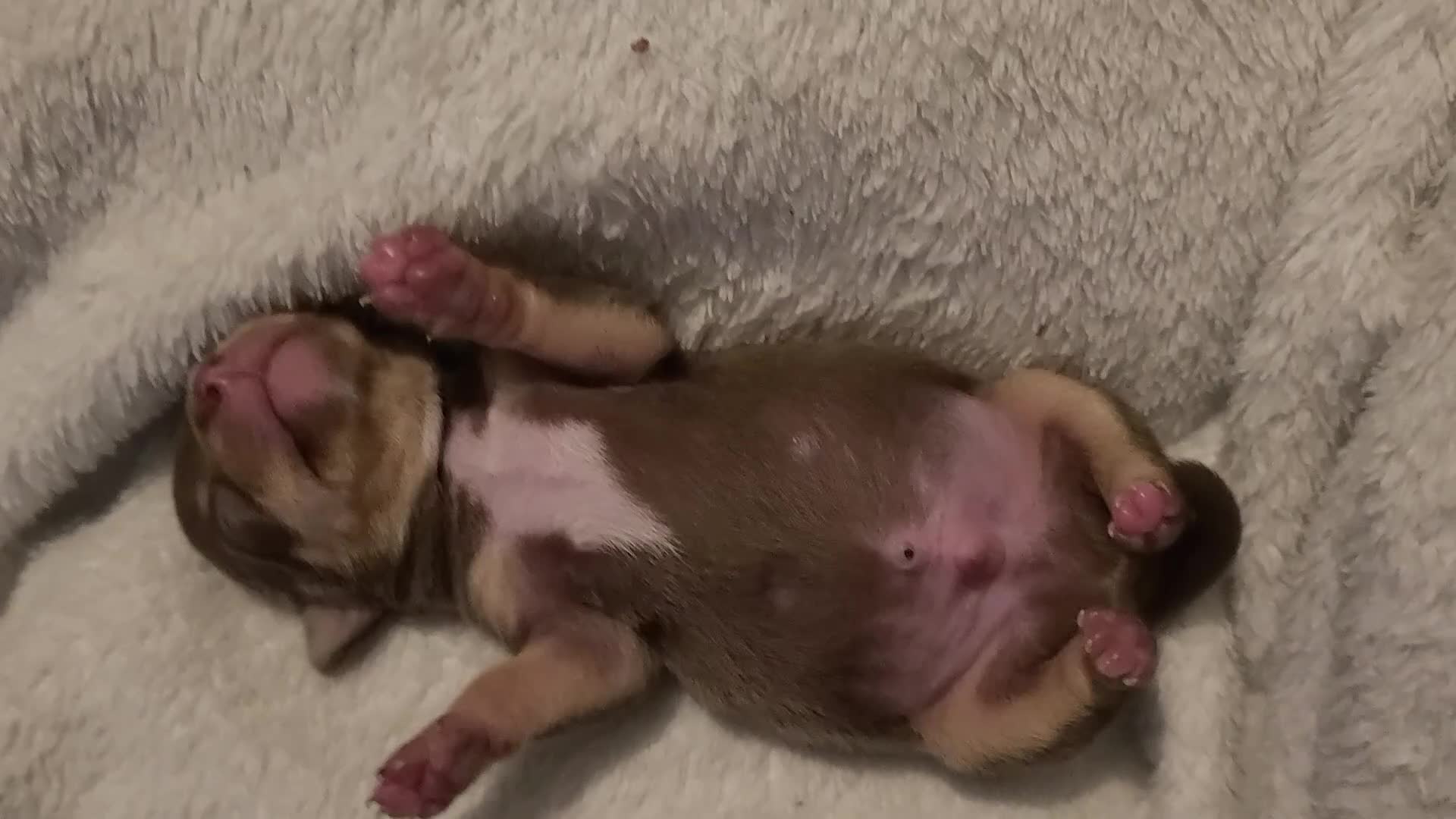 Chihuahua dogs for sale: Smooth coat chihuahuas - Video 2