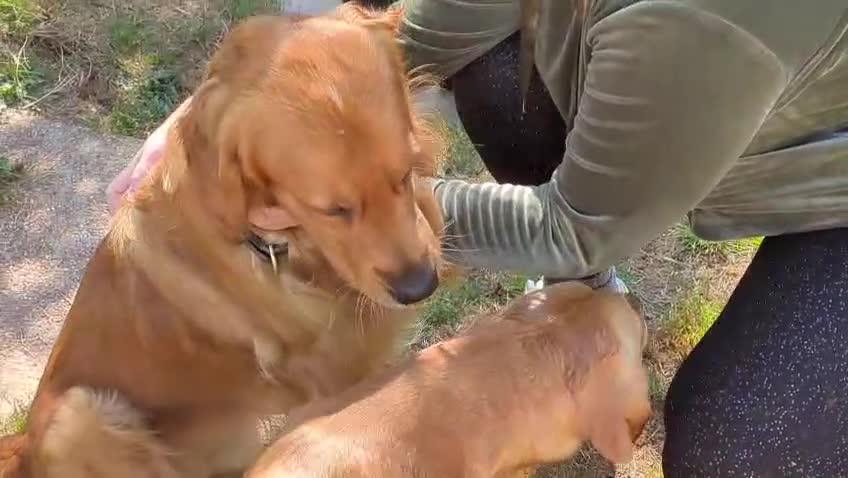 Golden Retriever dogs for stud: Fox red Golden retriever for stud, proven sire - Video 1