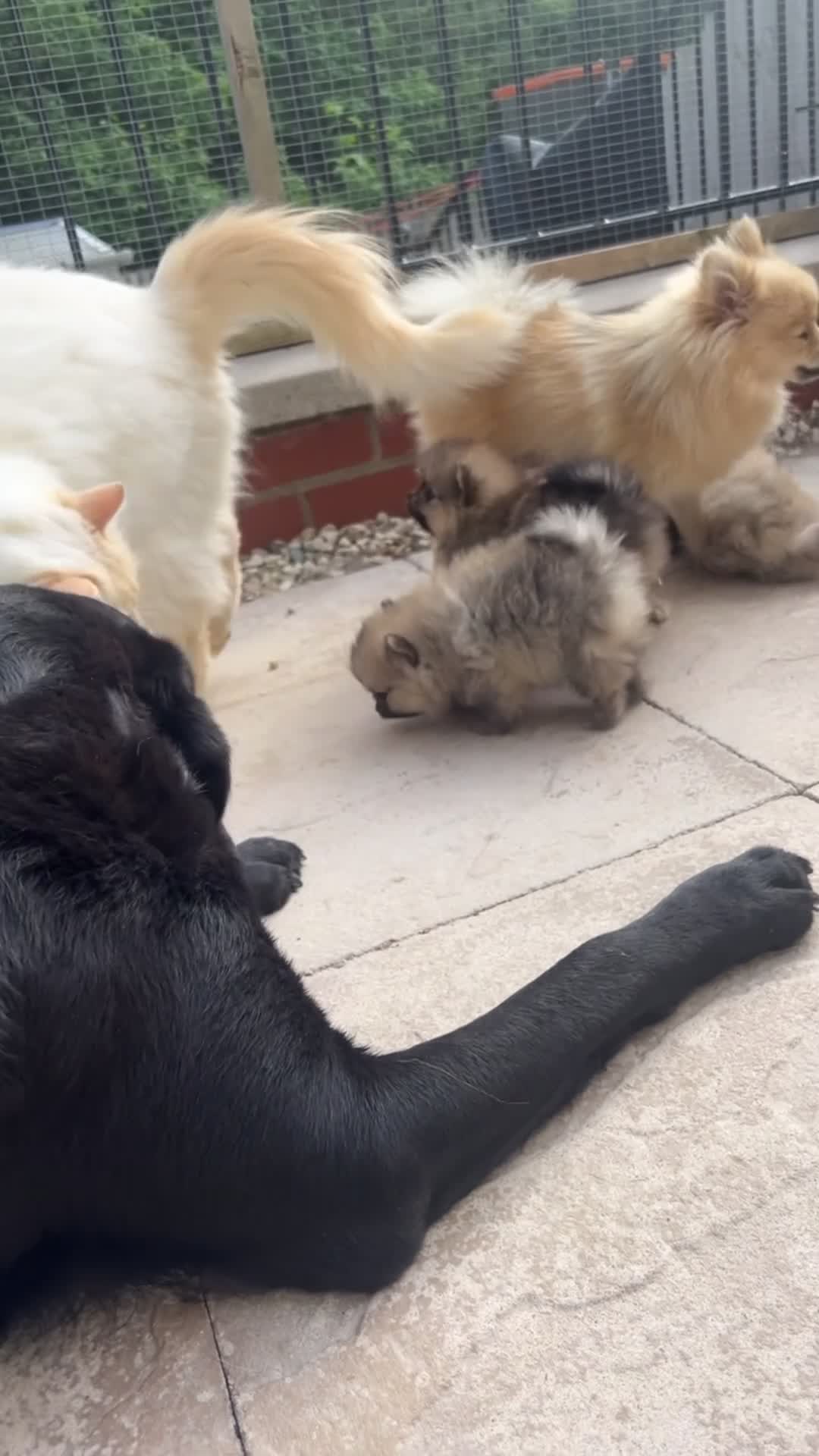 Pomeranian dogs for sale: Tiny Pom Puppies - Video 1