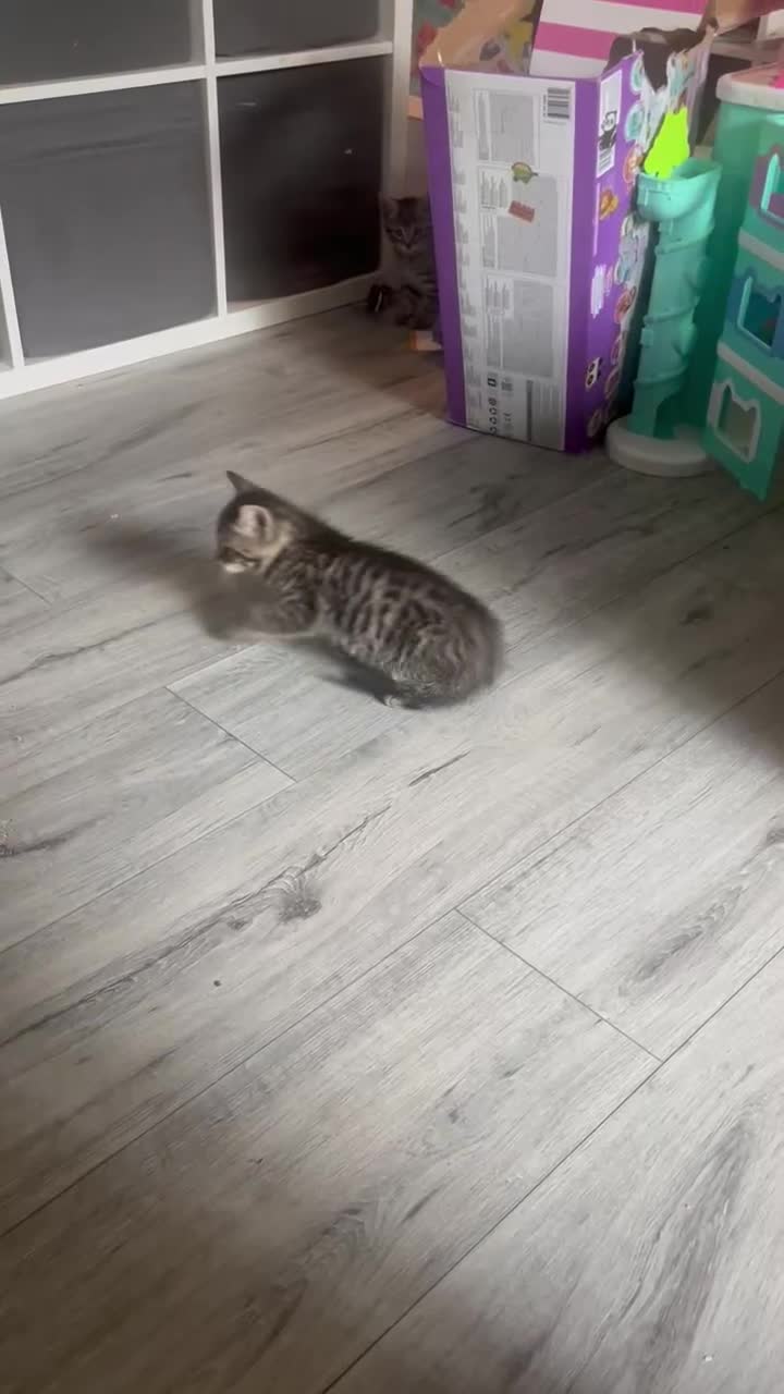 British Shorthair cats for sale: 7 kitten available for their forever homes! - Video 4