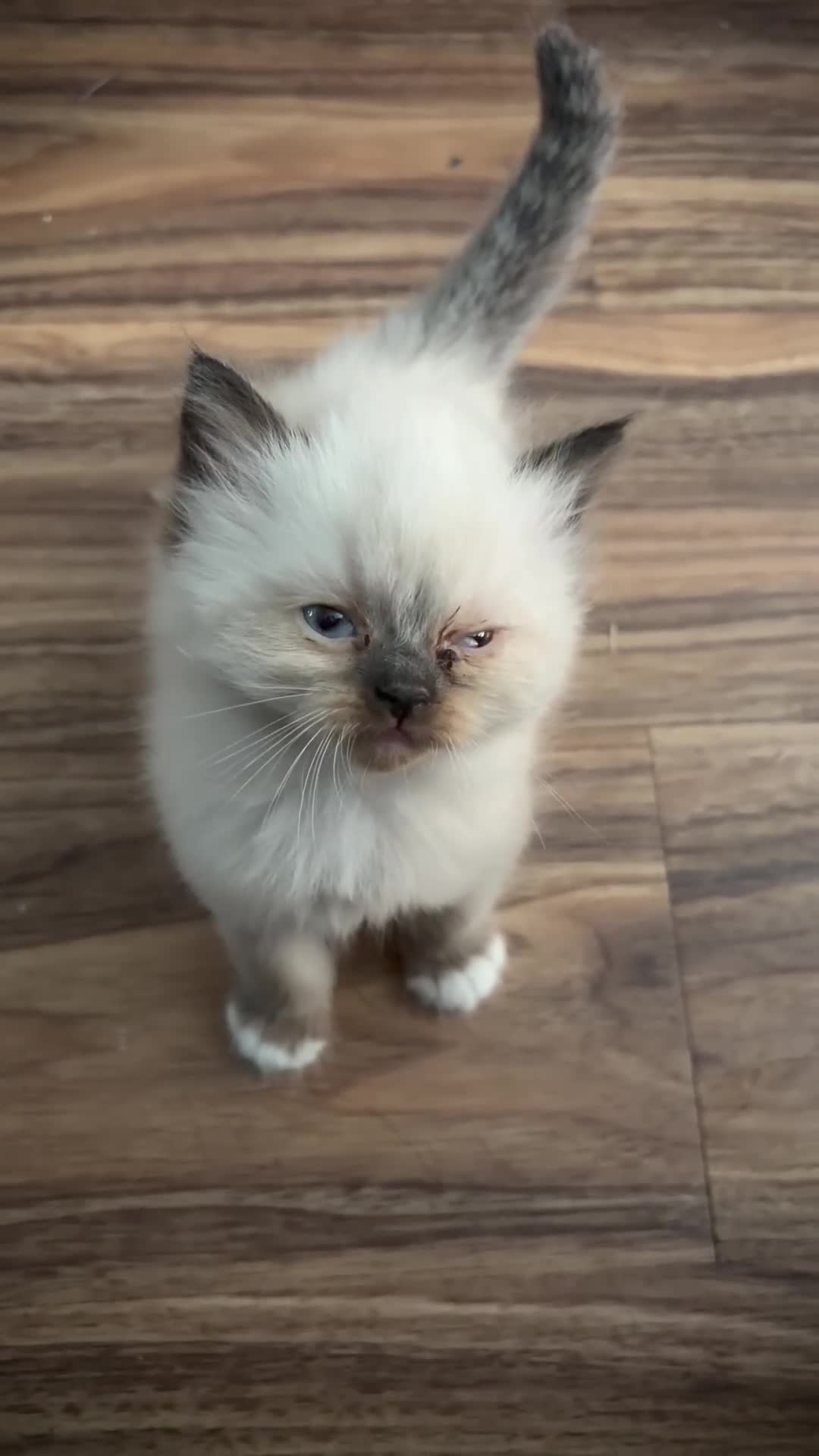 Mixed Breed cats for sale: Beautiful Himalayan cross Ragdoll kittens. - Video 3