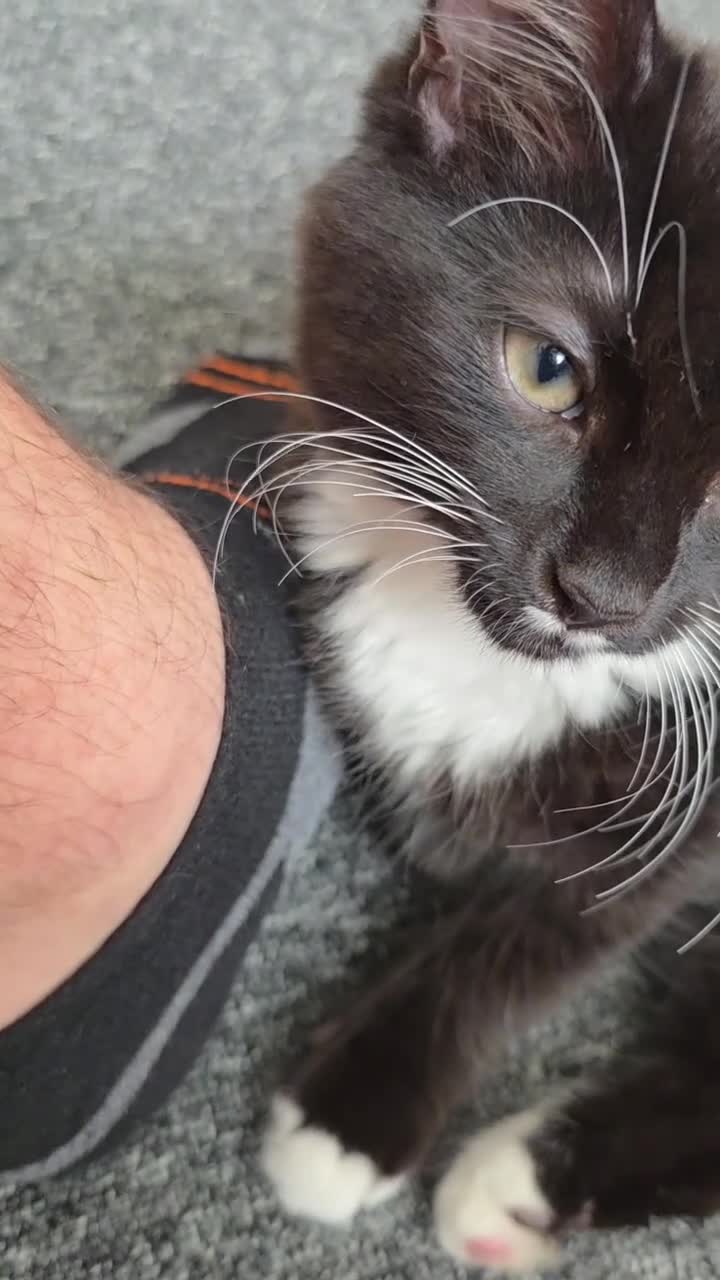 Turkish Angora cats for sale: Beautiful Turkish Angora Male Kitten - Video 1