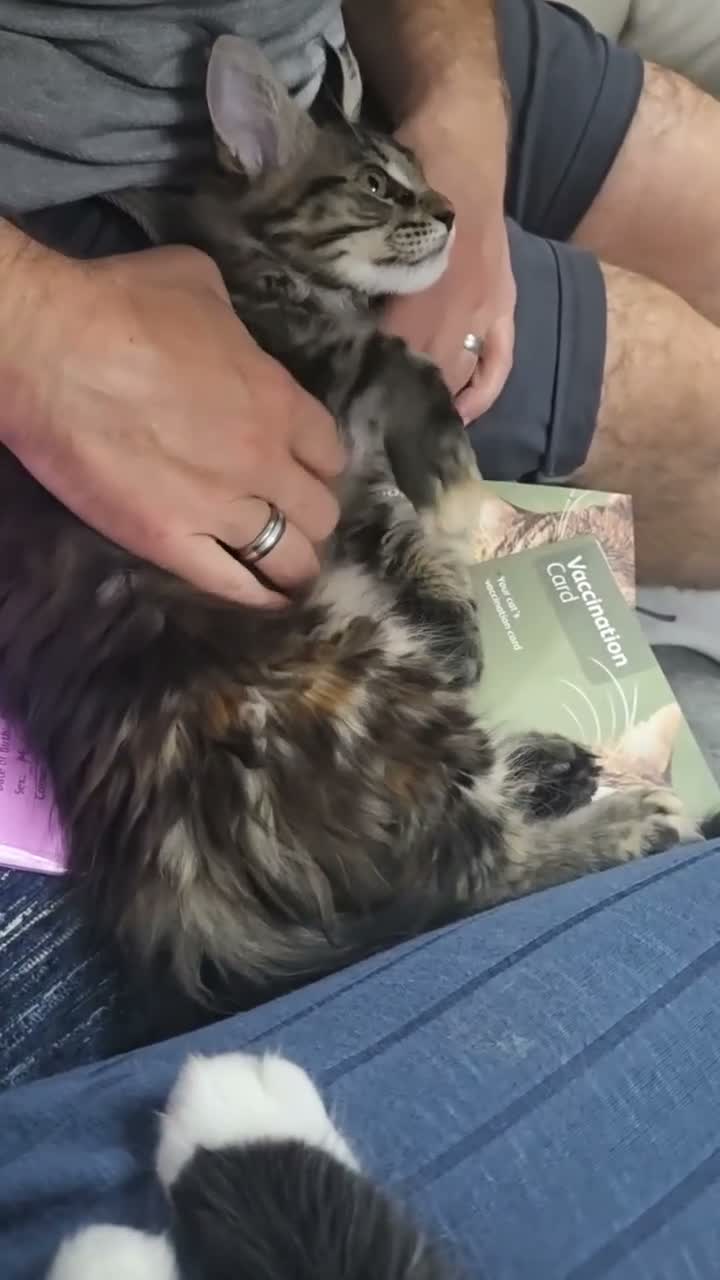 Maine Coon cats for sale: 🌟READY NOW 🌟 TICA tortie girl 🌟 - Video 1