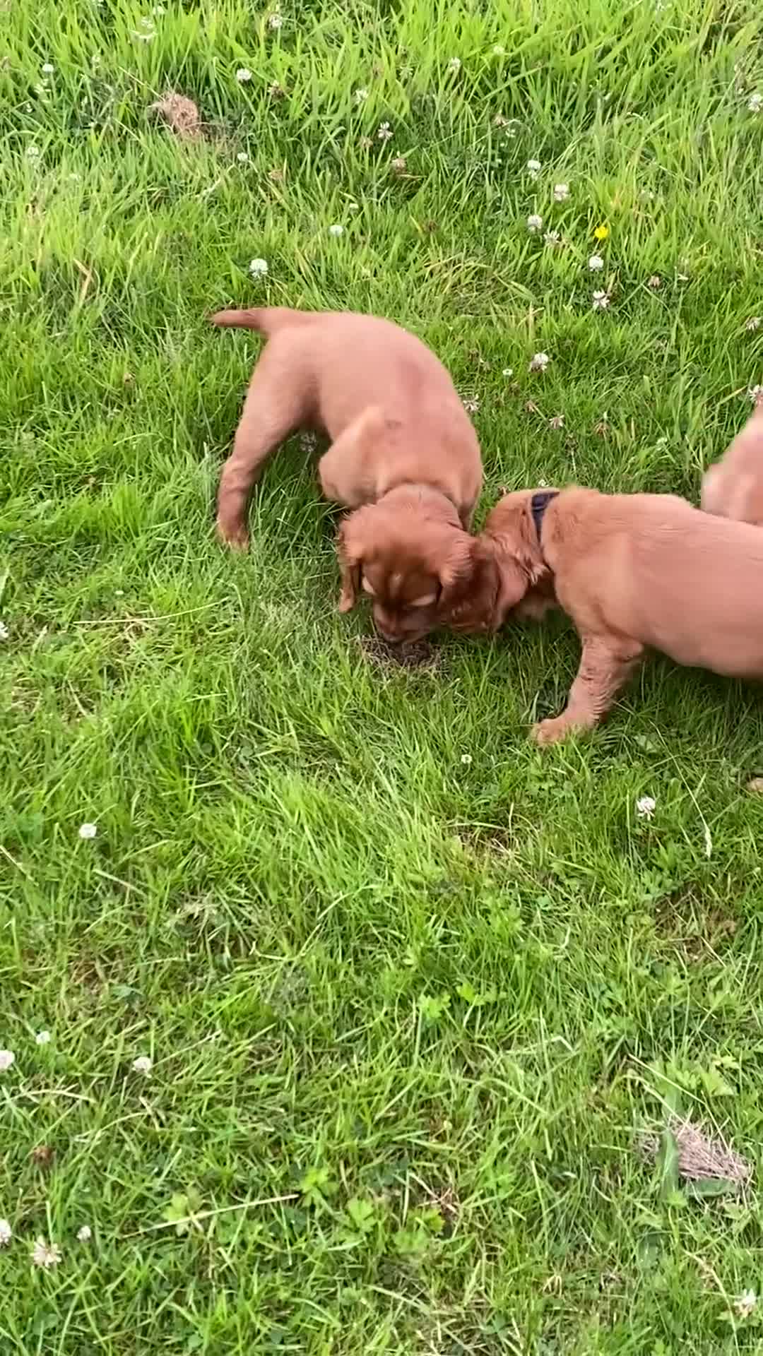Cocker Spaniel dogs for sale: 2 boys ready now  - Video 4