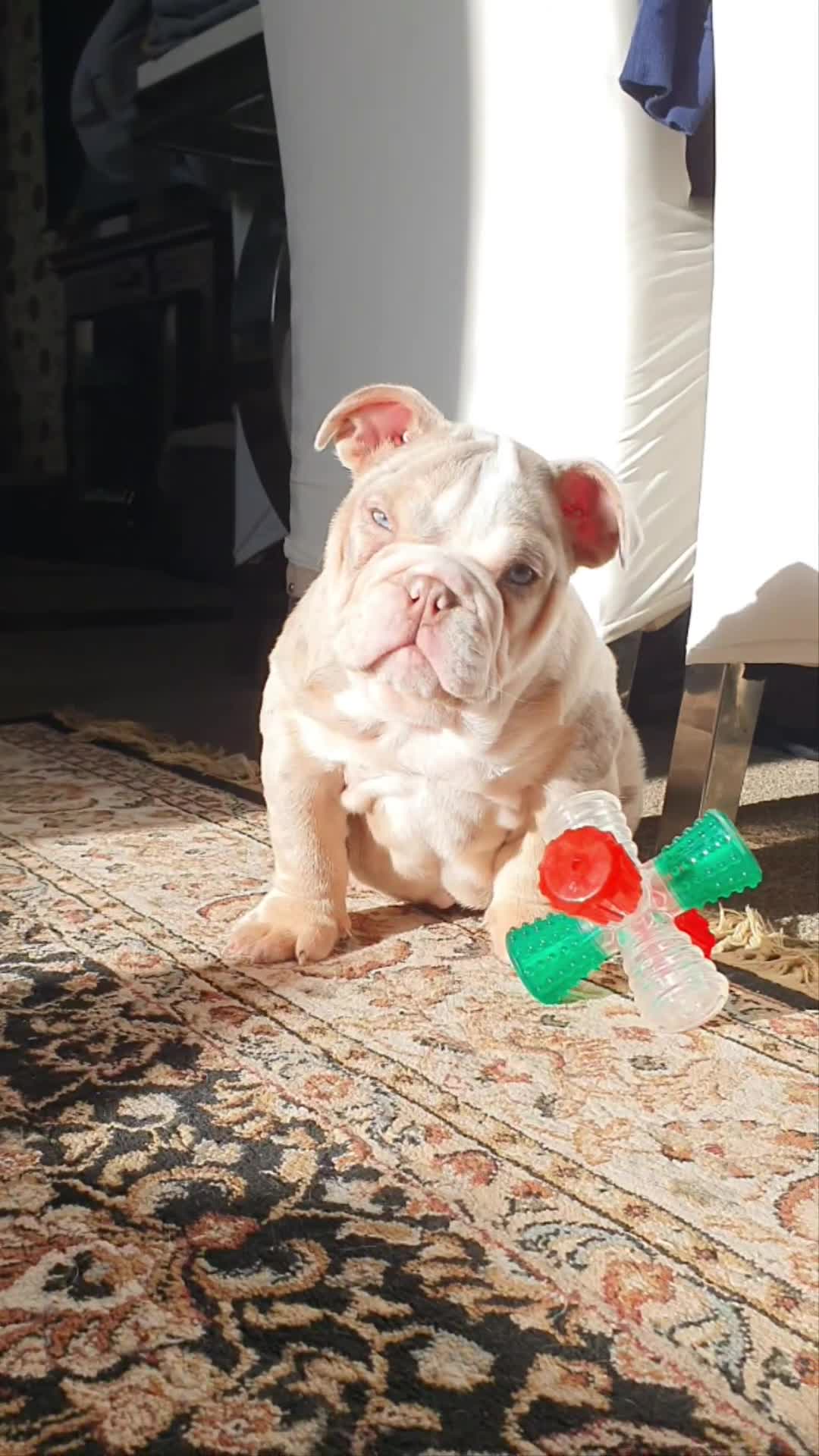 English Bulldog dogs for sale: Lovely lilac and tan Merle girl - Video 2