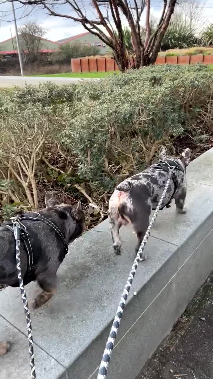 French Bulldog dogs for sale: BonBon & Hugo - Video 1
