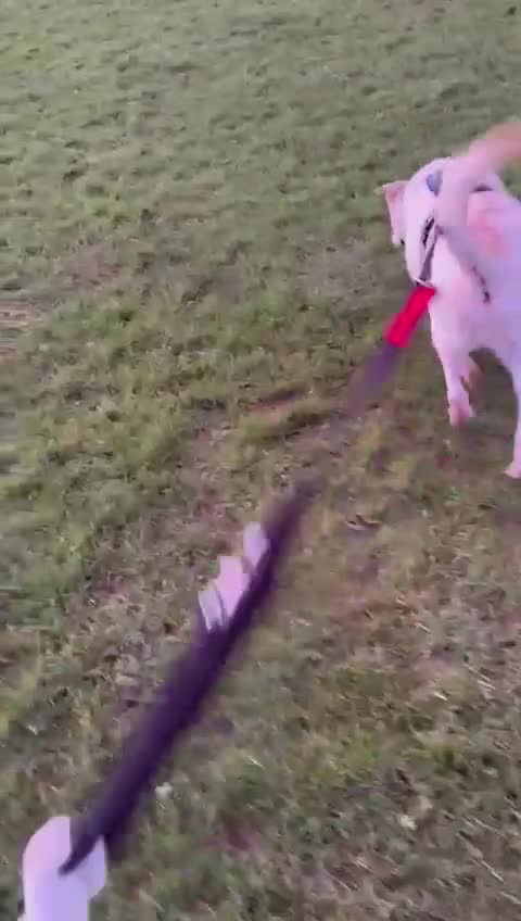Mixed Breed dogs for sale: Awesome Oliver - Video 4
