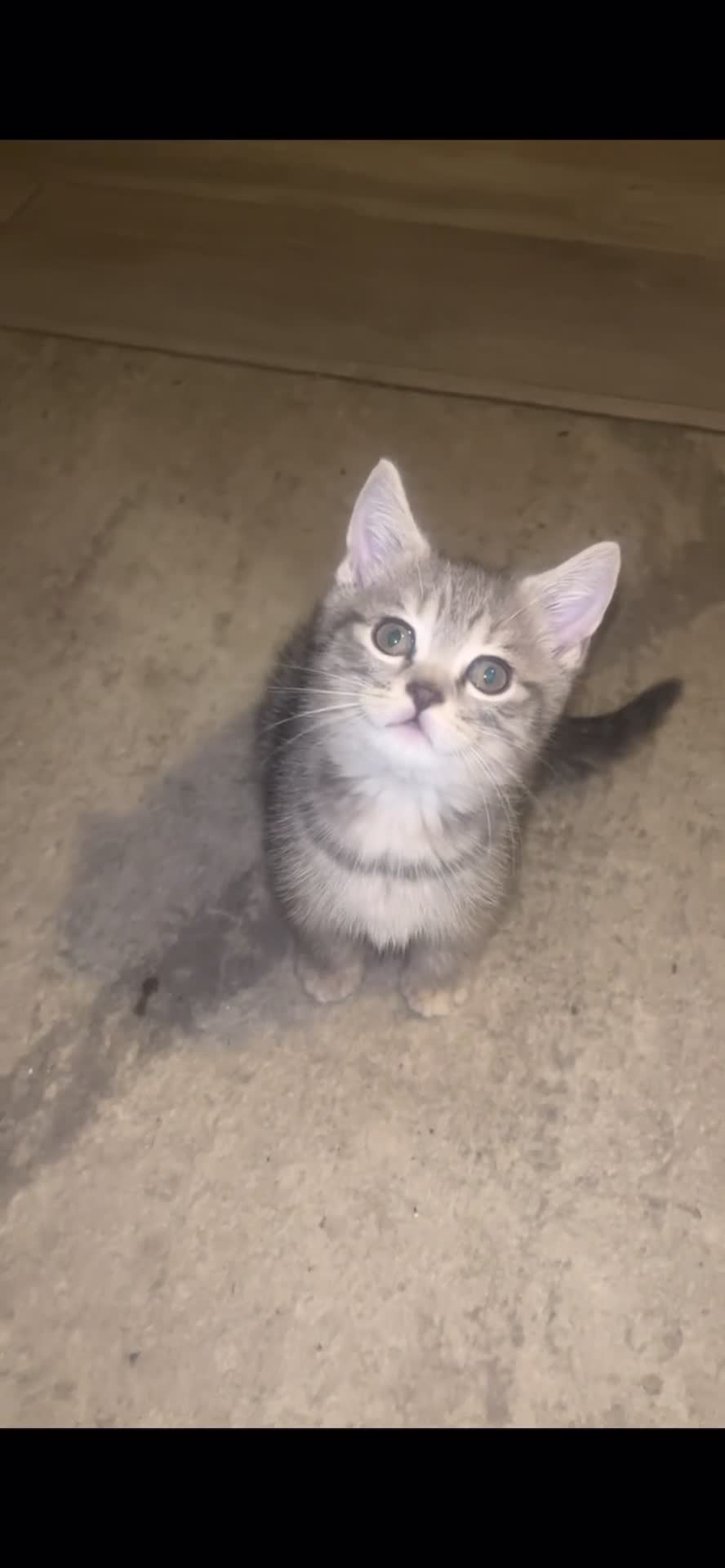 British Shorthair cats for sale: 2 beautiful British Shorthairs for sale  - Video 1