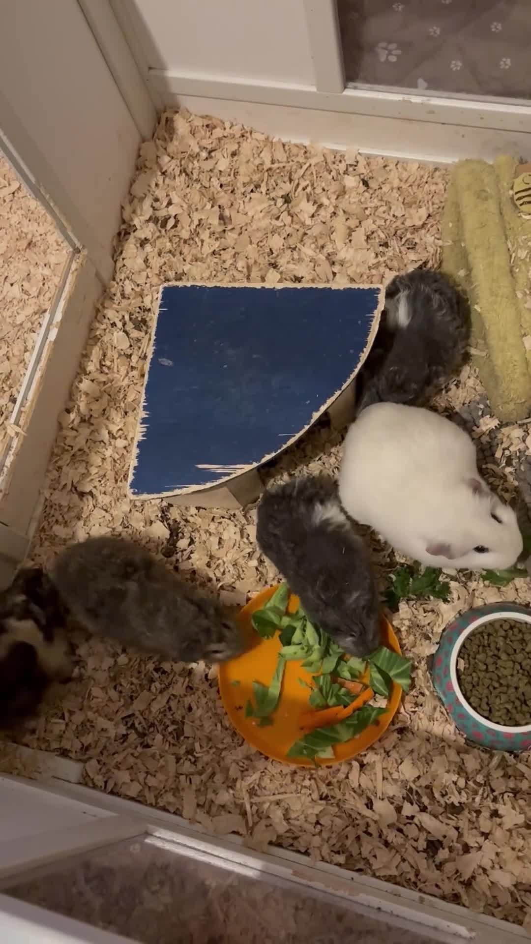 Guinea Pig rodents for sale: Gorgeous Fluffy piggies 3 x Boys - Video 4