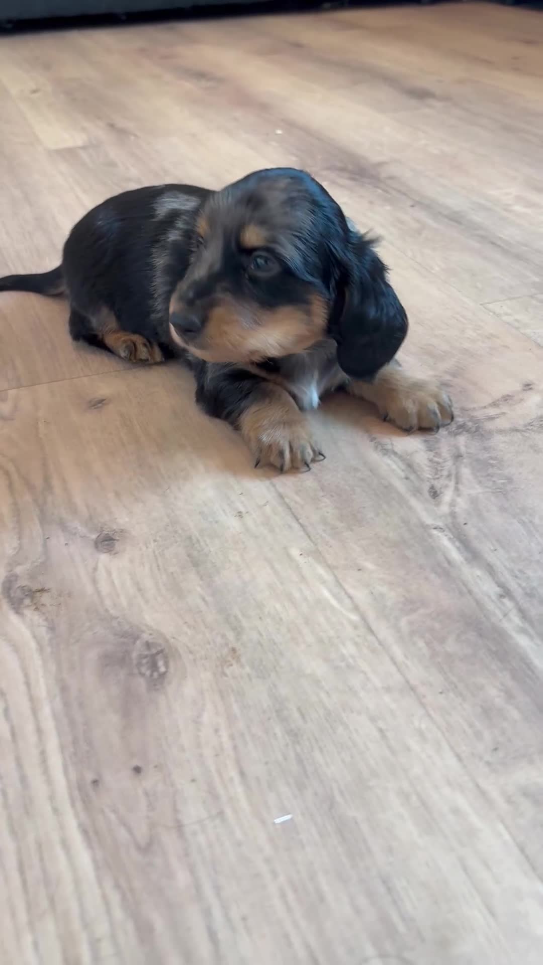 Dachshund dogs for sale: Quality Dachunds - Video 5