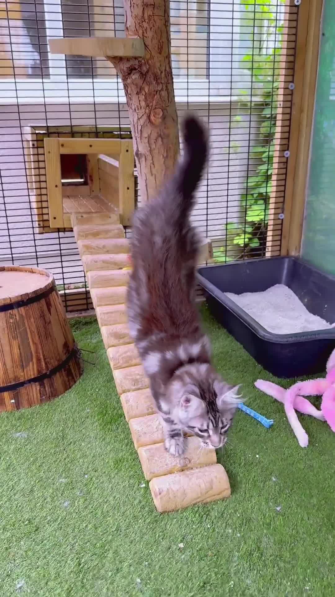 Maine Coon cats for sale: Top quality Maine coon kittens - Video 4