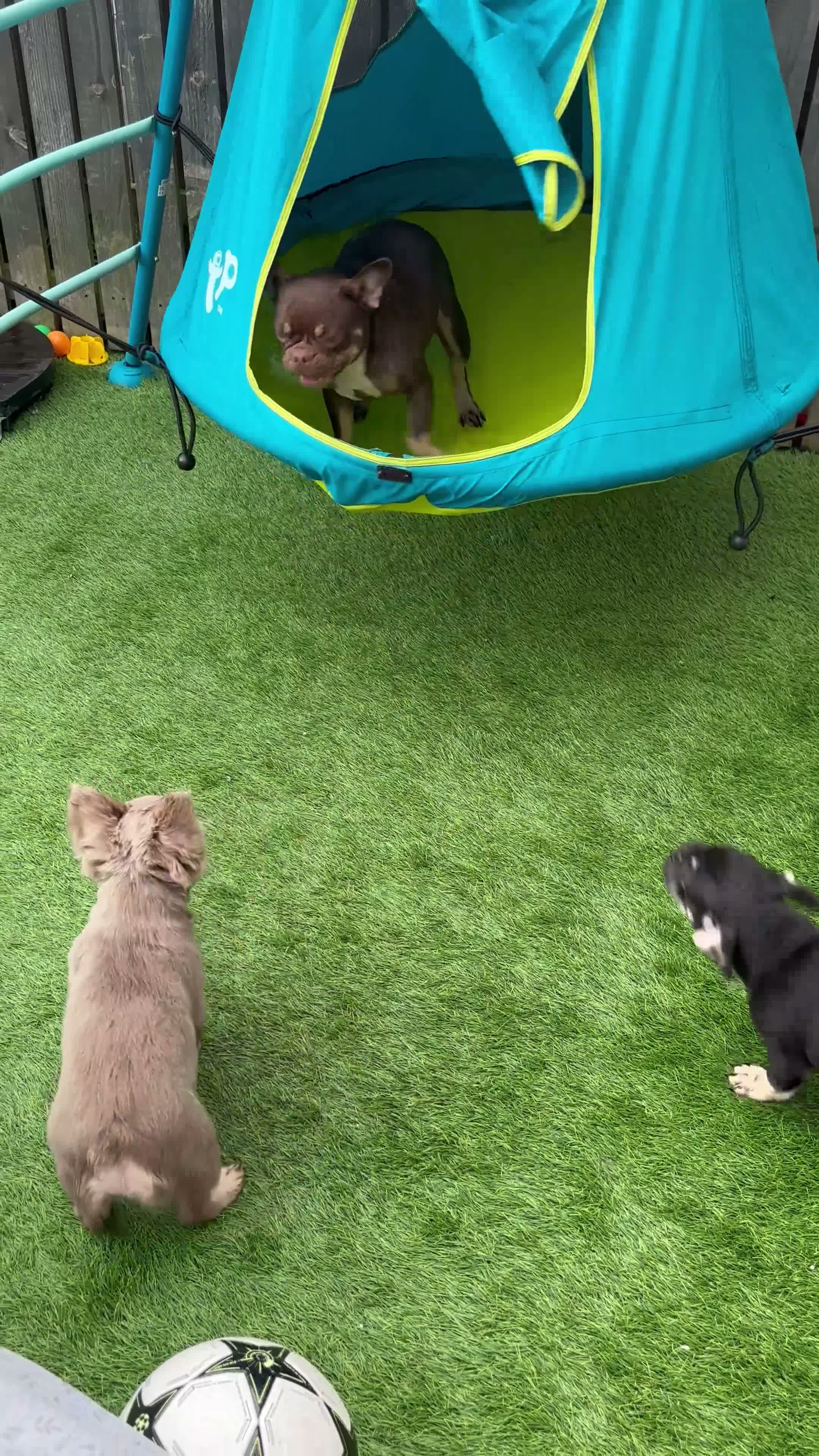 French Bulldog dogs for sale: Fluffy Gene French Bulldogs  in Glasgow - Video 1