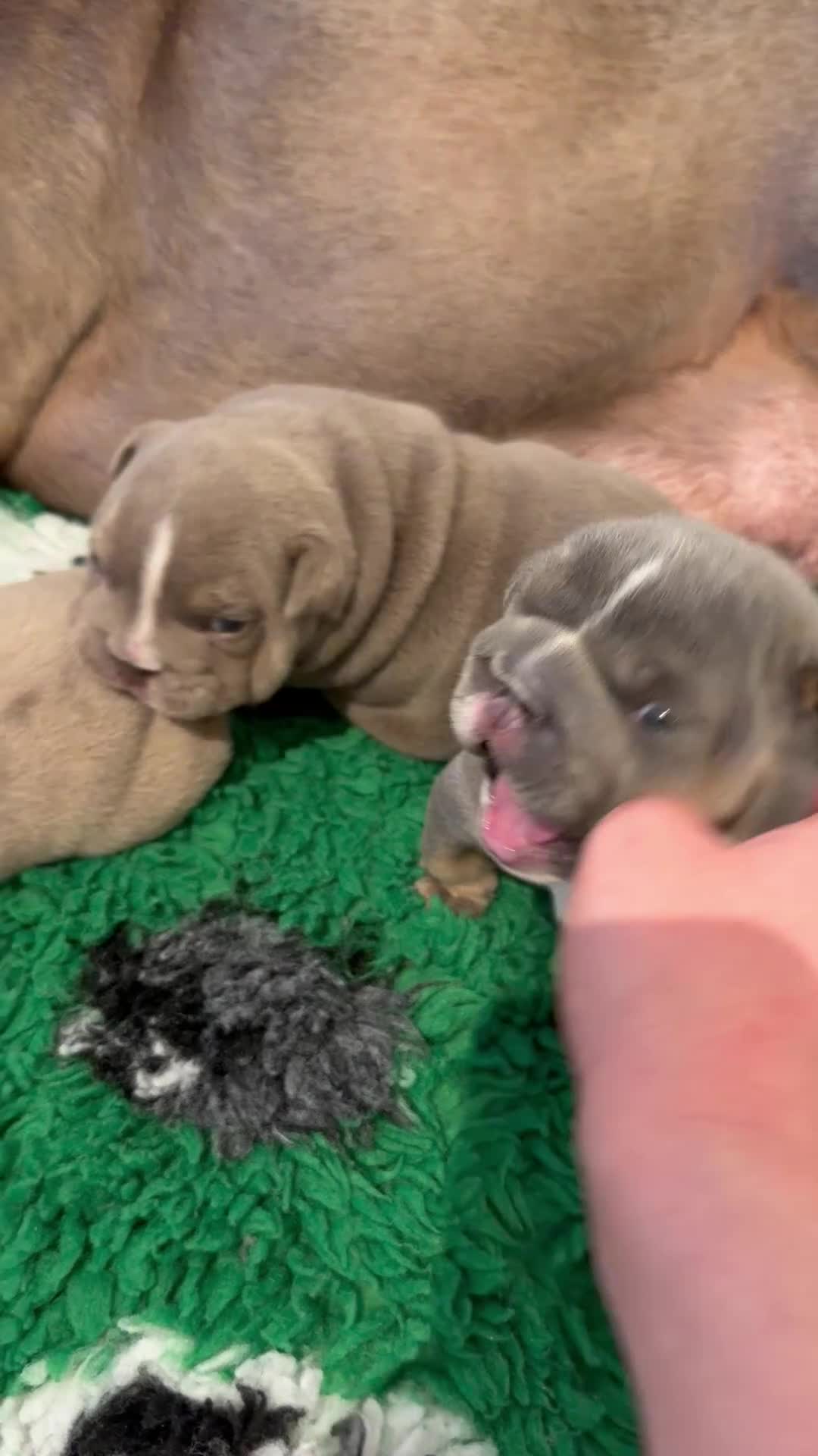 English Bulldog dogs for sale: Kc reg Incredible litter health tested Parents  - Video 2