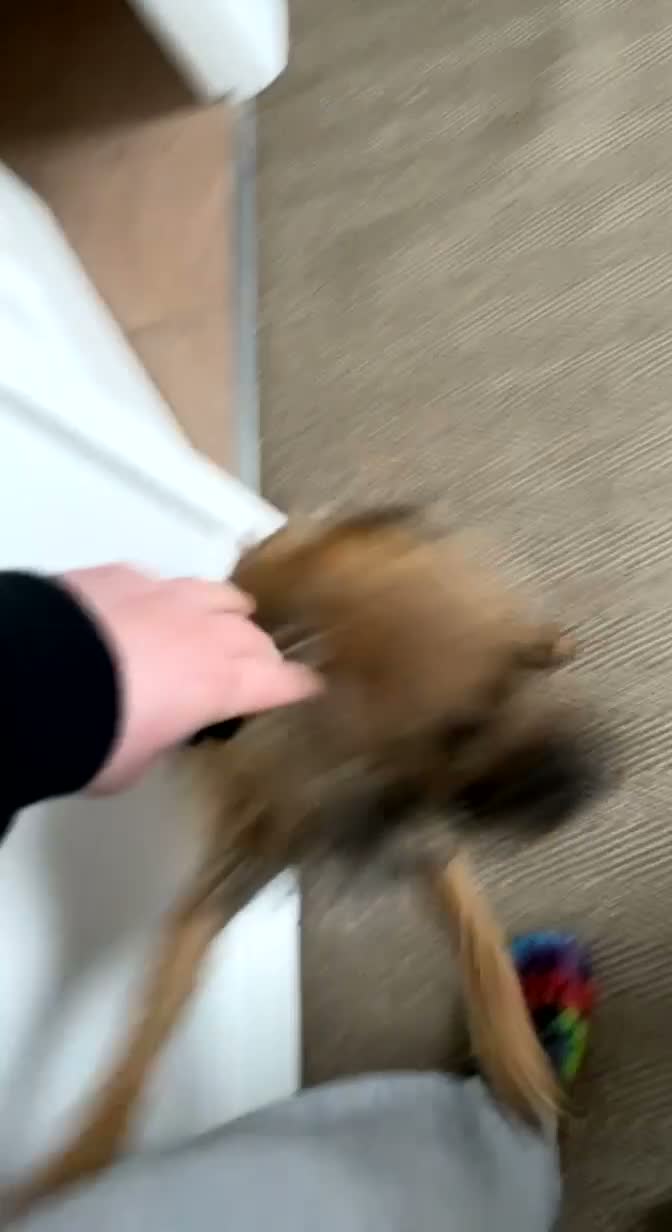 Border Terrier dogs for sale: Border Terrier Female,Monkey,Loving Home Wanted in Halifax - Video 1