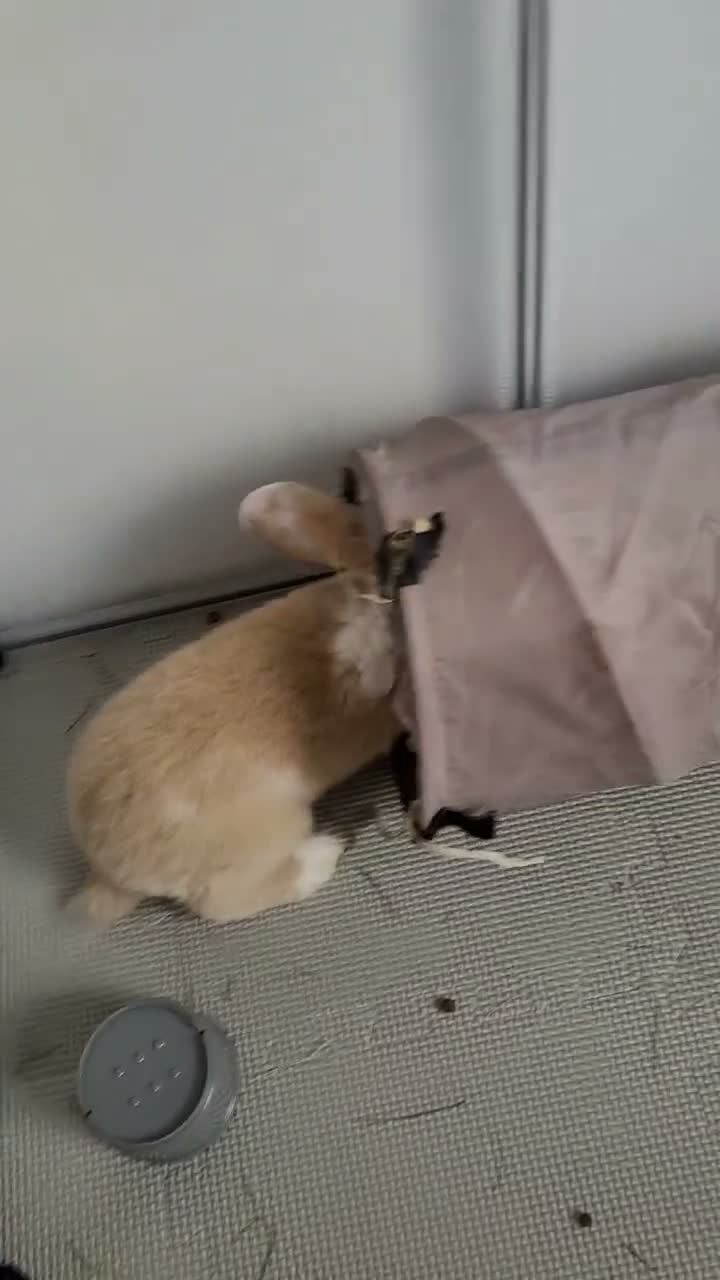 Mini Lop rabbits for sale: Gorgeous Purebred Mini Plush Lops - Video 2