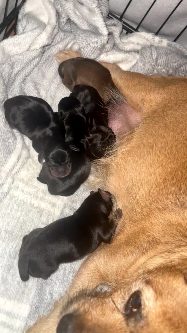 Mixed Breed dogs for sale: Dachshund pups  - Video 4