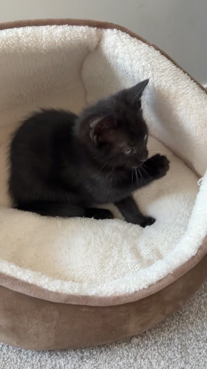 Mixed Breed cats for sale: Salem- 5/6 months old - Video 1