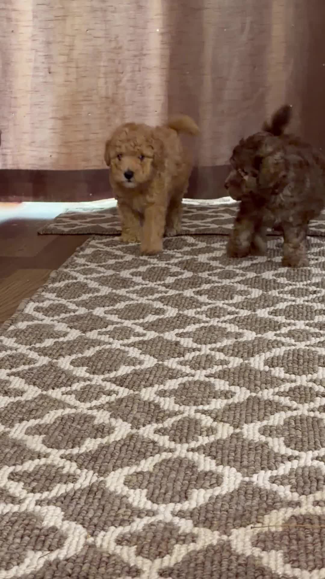 Cockapoo dogs for sale: Beautiful Mini F1B cockapoo puppies - Video 1