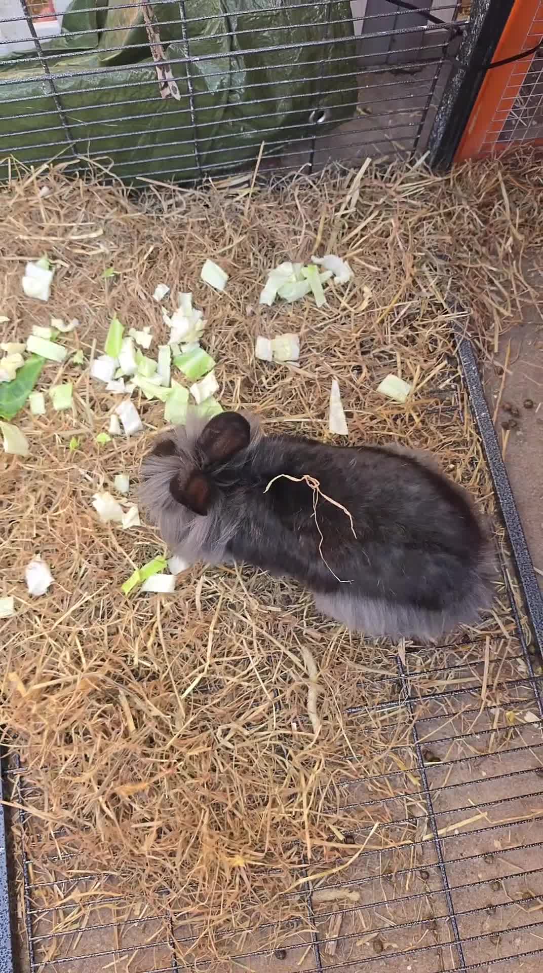 Mixed Breed rabbits for sale: 1 female, 1 male - Video 2