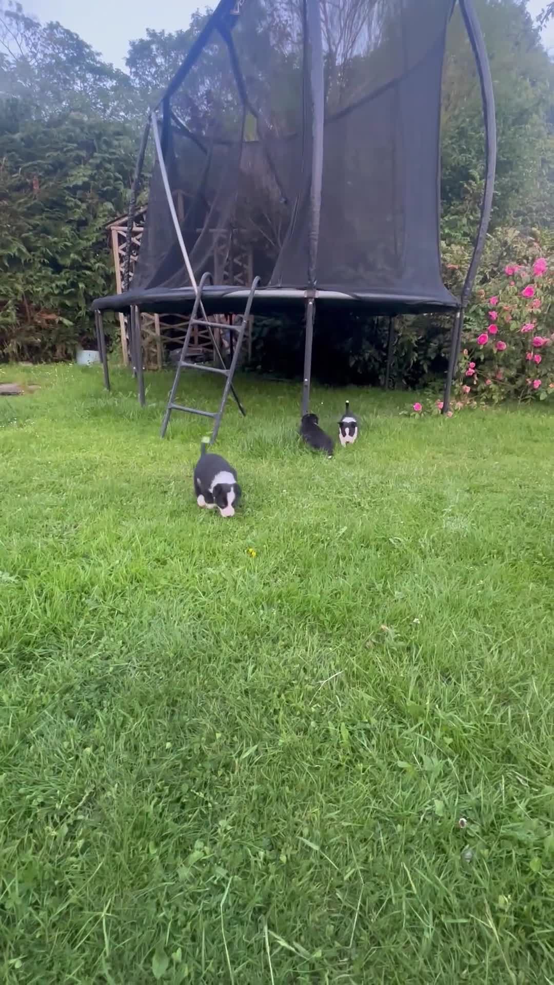 Border Collie dogs for sale: BORDER COLLIE PUPS 1 BOY LEF - Video 1