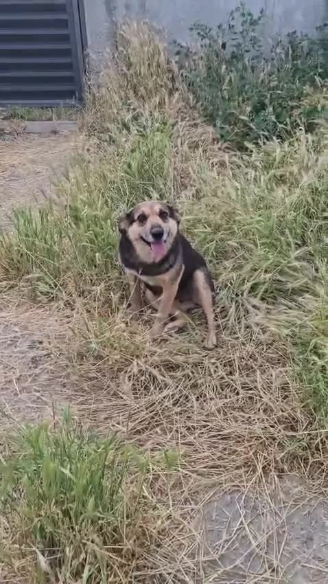 Mixed Breed dogs for adoption: ANNIE - a Superb Smart Girl, for a Loving Home - Video 1