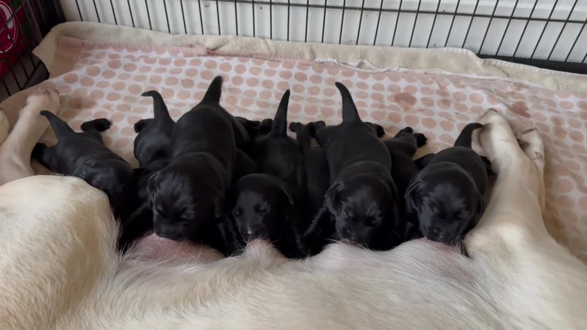 Labrador Retriever dogs for sale: KC registered Black Labrador puppies  in Harrogate - Video 2