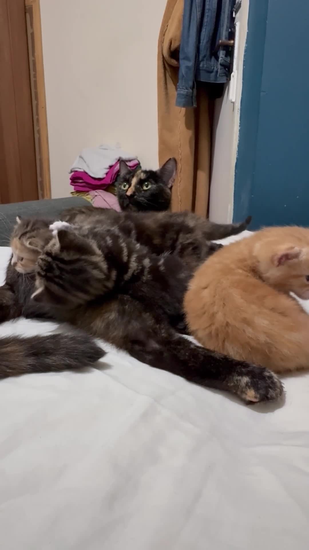 Mixed Breed cats for sale: 3 beautiful kittens looking for a forever home - Video 1