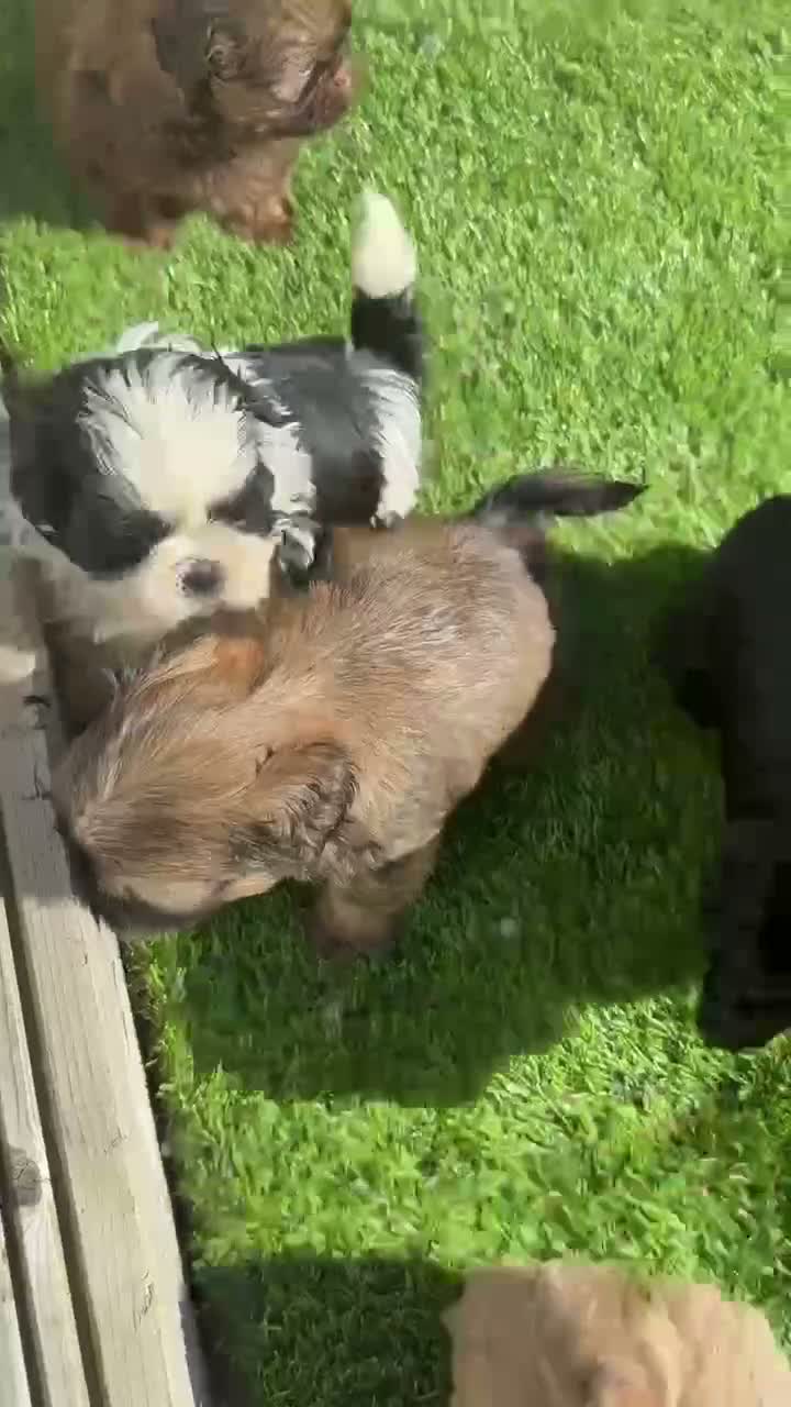 Shih Tzu dogs for sale: Stunning imperial Shihtzu puppies Kc registered  - Video 1
