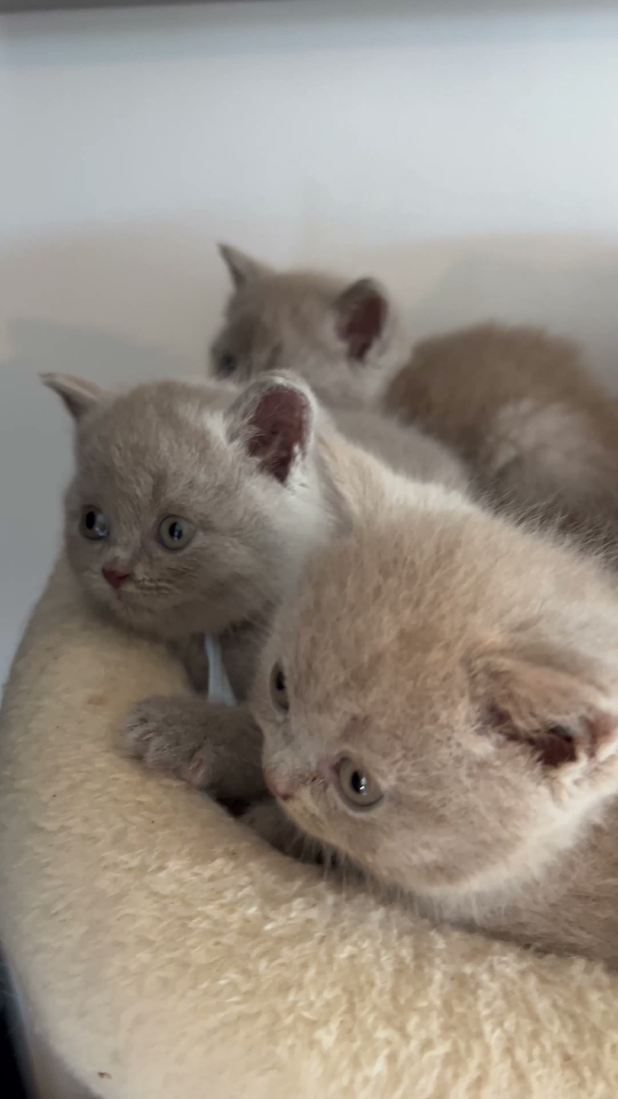 British Shorthair cats for sale: BSH and 1Longhair kittens - Video 3