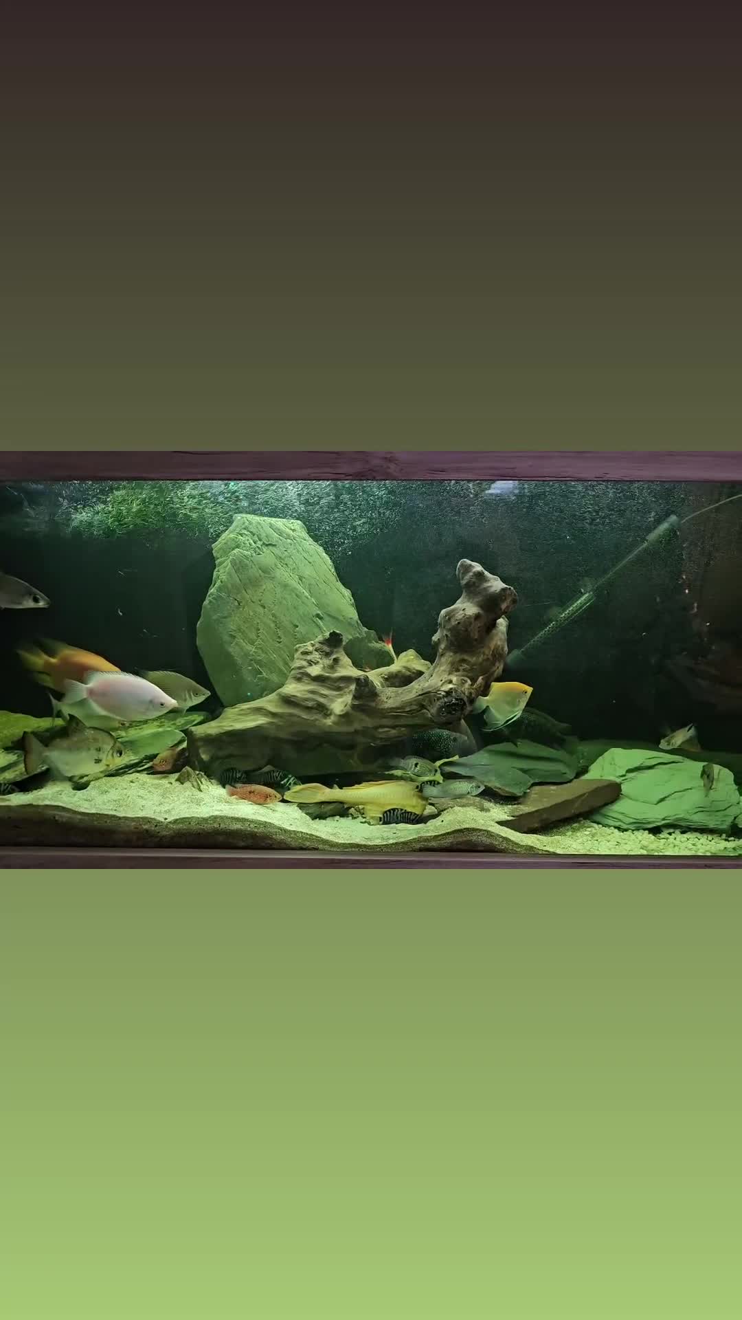Cichlids fish for sale: Forsale  full set up   in Stanley - Video 1