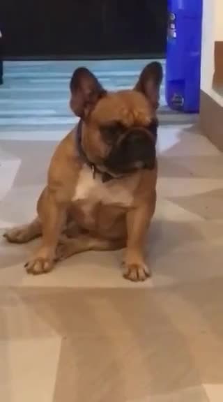 French Bulldog dogs for stud: National Champion French Bulldog at Stud. KC Reg - Video 1