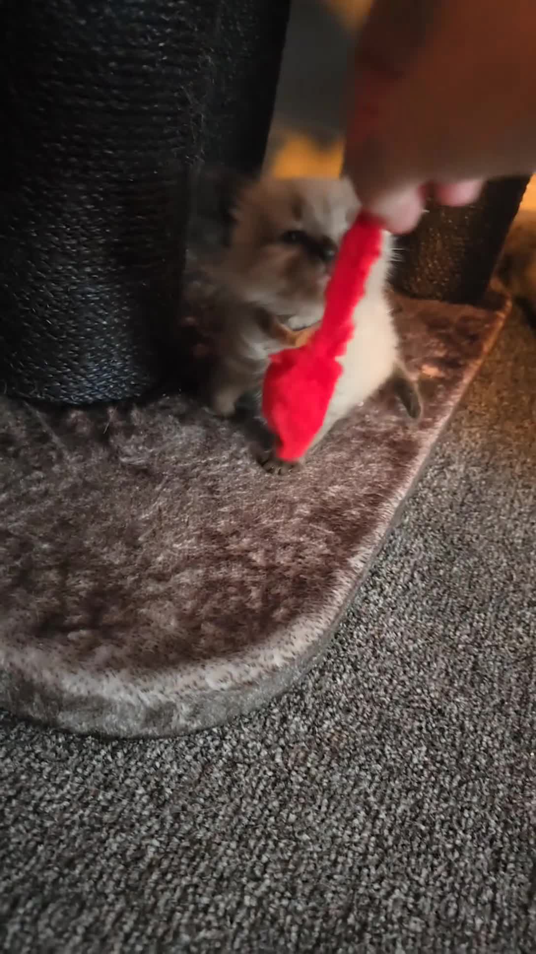 Ragdoll cats for sale: Two beautiful ragdolls left - Video 1